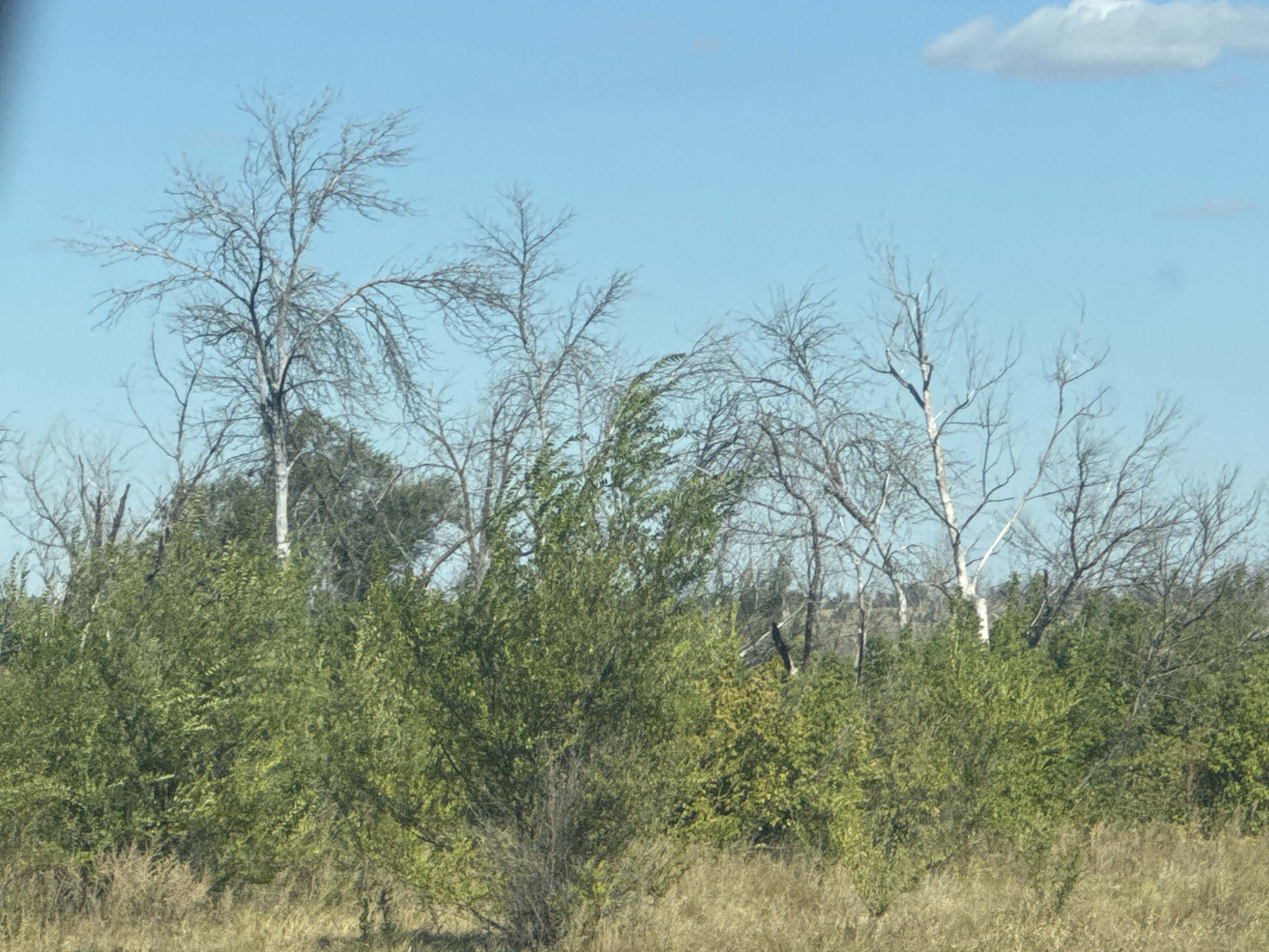 The image displays a natural landscape with a clear blue sky and a few scattered clouds. In the foreground, there is a dense growth of green bushes and dry, yellowed grass. Several bare, skeletal trees, devoid of leaves, rise above the foliage, their branches reaching towards the sky. The environment appears to be a rural or wild area, possibly on the outskirts of Perevolotsky, Russia, characterized by a mix of vegetation and dry undergrowth. There are no people or animals visible in the scene, nor are there any man-made structures. The overall impression is one of natural wilderness.