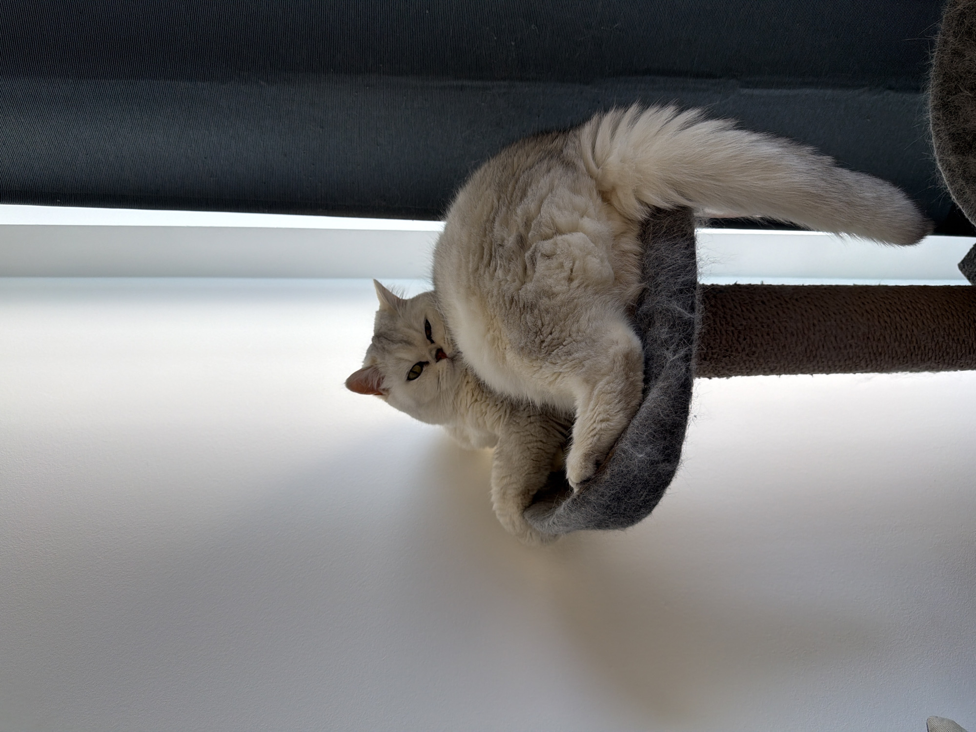 A fluffy, white and grey cat is resting in a grey, felt-lined cat tree. The cat tree is positioned against a white wall with a grey blind or shade above. The image is taken from a low angle, looking up at the cat and the cat tree. The cat is lying on its side, with its head turned towards the left side of the frame. The cat's tail extends to the right of the frame. The cat tree is supported by a brown, textured post that is out of focus. The lighting in the scene is soft and diffused. The exact location in London, United Kingdom is not identifiable from the visual information available.
