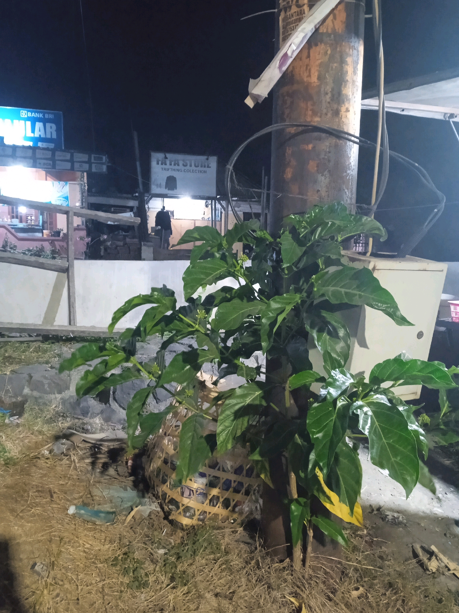 The image captures a nighttime scene in Langensari, Indonesia, focusing on a large, leafy plant growing around a utility pole. The pole, dark and weathered, is encircled by black electrical wires. A woven basket, likely containing plastic bottles, is placed at the base of the pole and partially encloses the plant's lower stem. The ground is covered with dry grass and debris, including a discarded plastic bottle.
In the background, the lights of a "BANK BRI" sign are visible, along with another sign that reads "POLAR." Further in the distance, a "TATA STORE TRIFTTHING COLLECTION" sign is illuminated, and a person in dark clothing is seen walking away from the camera towards the store. The overall environment suggests an urban setting, possibly a roadside or commercial area. The lighting is dim, with artificial lights illuminating specific areas and casting shadows.