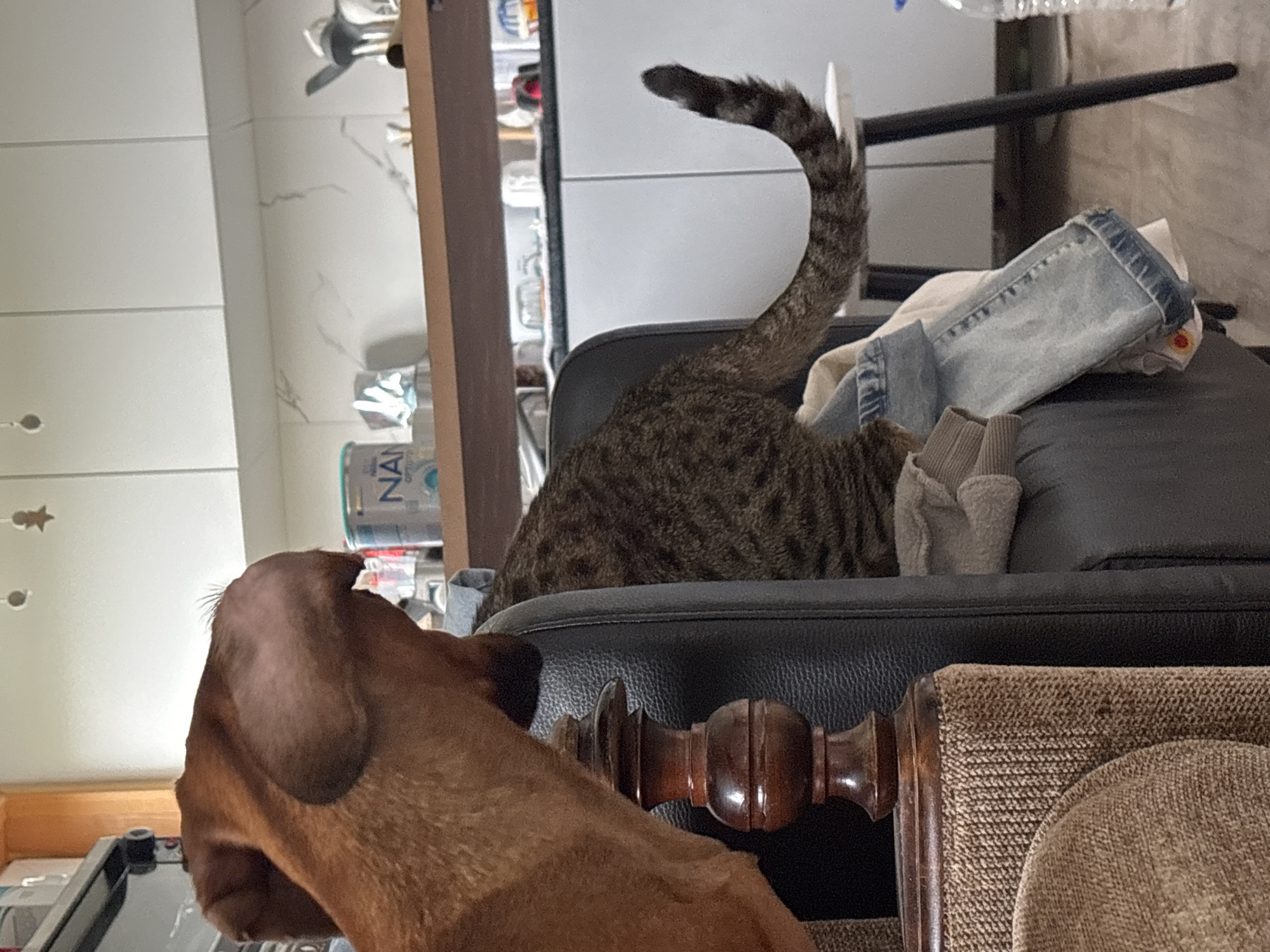 A brown dachshund is in the foreground, facing left. Behind it, on a black leather chair, is a tabby cat with its tail raised. On the chair are a pair of denim pants and a gray sweatshirt. The background includes a white tiled wall and a wooden shelf. In the distance, bottles are visible.
