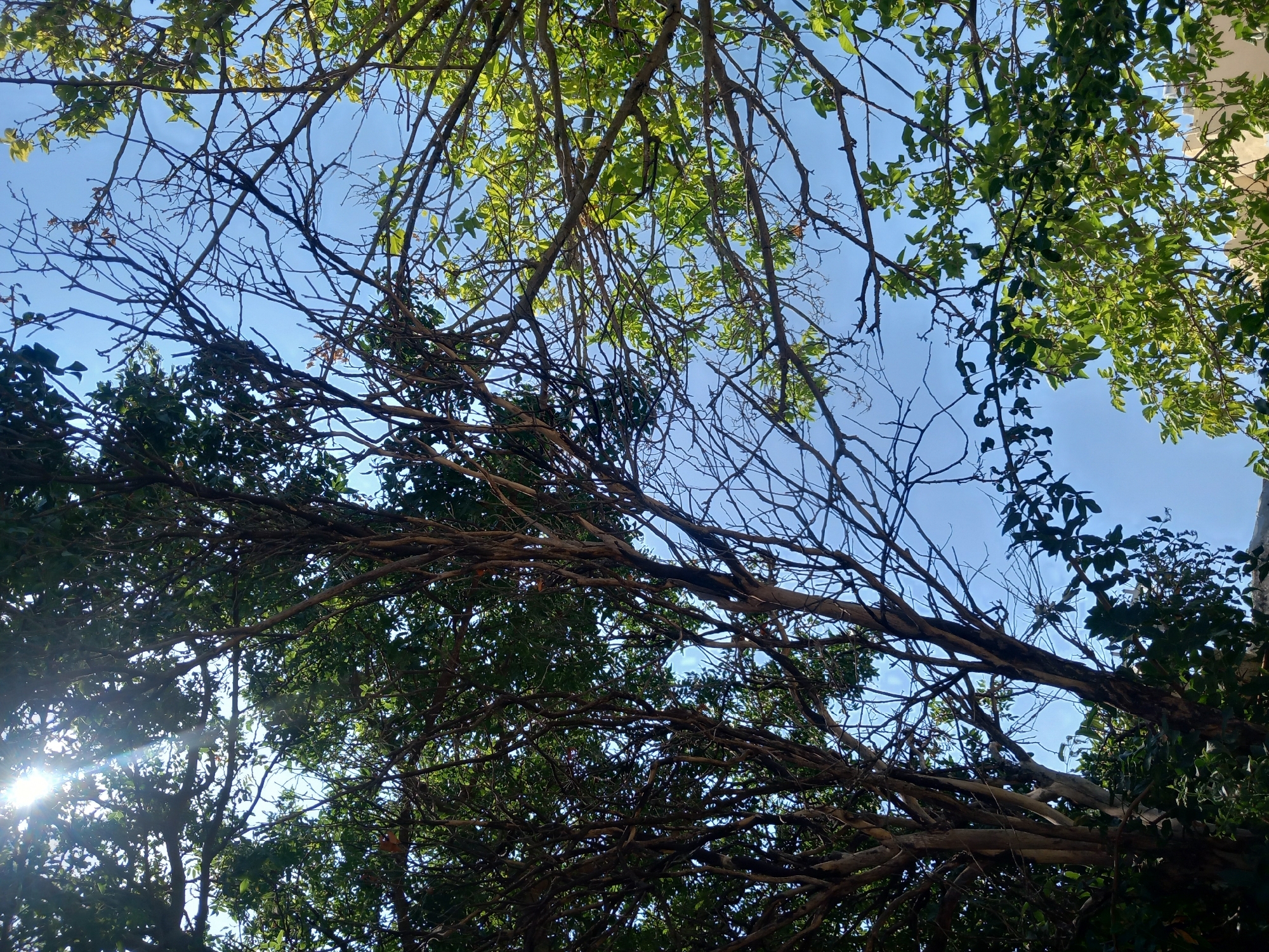 The image is a low-angle shot looking up through the branches of trees against a bright blue sky. The sun is visible, creating lens flare and bright rays that shine through the dense foliage of a large tree on the left. The tree on the right has fewer leaves and appears more bare, with thin branches silhouetted against the sky. In the lower right corner of the image, a light-colored building with some architectural detail, possibly a wall or part of a structure, is visible. The scene is set in Kos, Greece, suggesting an outdoor environment with a clear, sunny day.