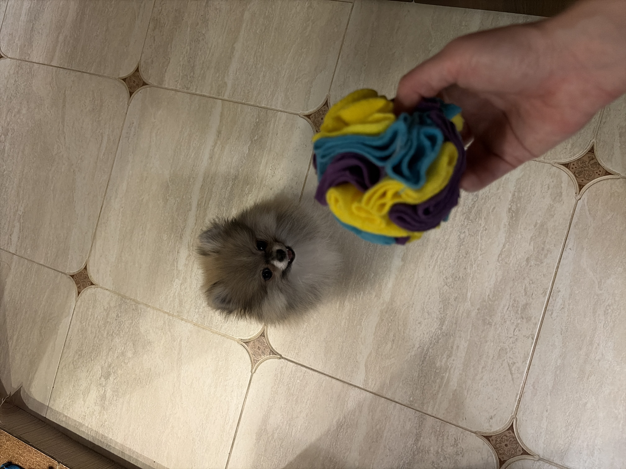 The scene takes place indoors in Saint Petersburg, Russia. A small, fluffy, light brown and white Pomeranian-type dog is positioned in the upper-center, gazing upward with its mouth slightly ajar. In the lower right, a human hand with fair skin presents a spherical pet toy made of ruffled yellow, blue, and purple fabric strips. The subjects are on a floor covered with rectangular, light-toned ceramic tiles exhibiting subtle veining. Dark grout lines separate the tiles, and at each four-tile intersection, a corner-cut square insert with an intricate, dark brown decorative pattern is embedded. A dark, textured object is partially visible in the upper left background.