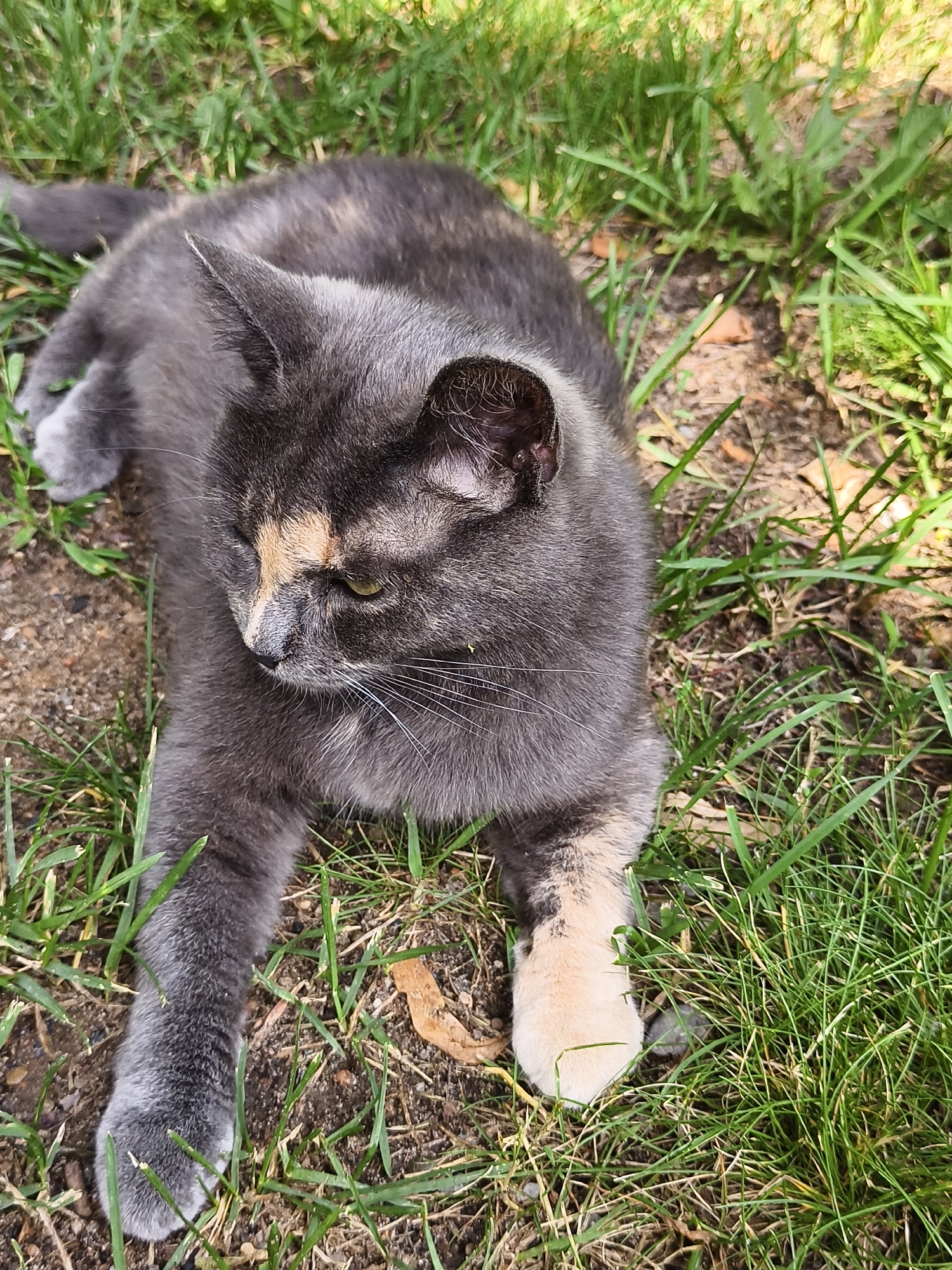 A calico cat is lying on its side in a patch of grass and dirt. The cat is mostly grey with patches of black, orange, and white. Its eyes are partially closed and it is looking to the left. The grass is green and there are a few dry leaves on the ground. The scene is outdoors in what appears to be a residential area.