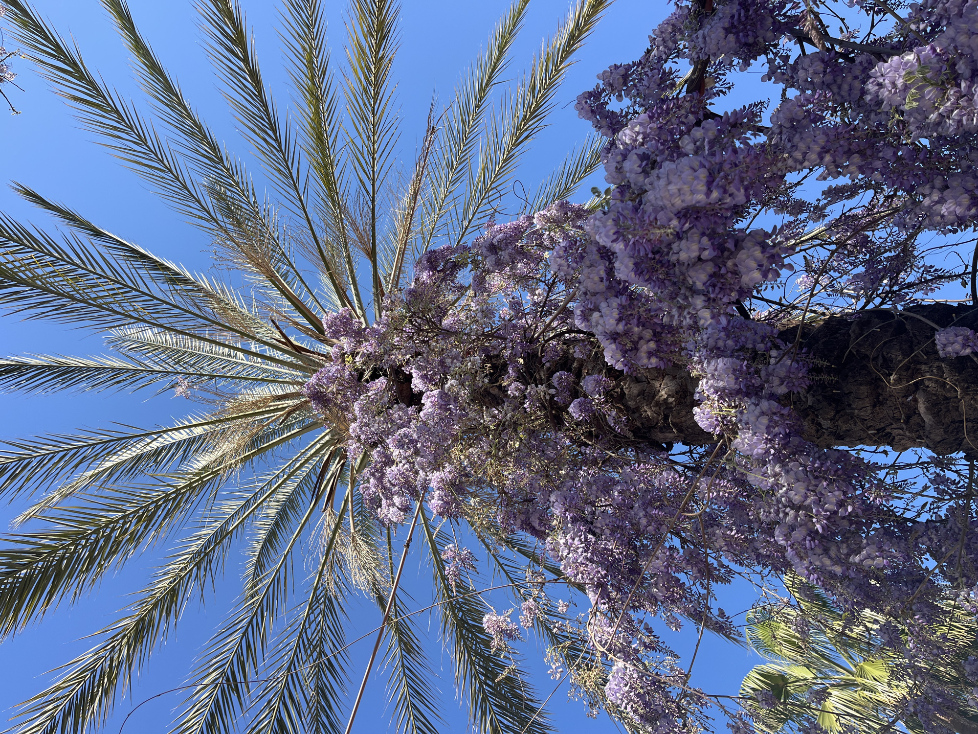 The image depicts a low-angle view of a date palm tree with a wisteria vine cascading down its trunk and branches, set against a clear, bright blue sky. The palm tree has long, green fronds radiating outwards. The wisteria is in full bloom, covered in clusters of purple flowers. The location is Alanya, Turkey.