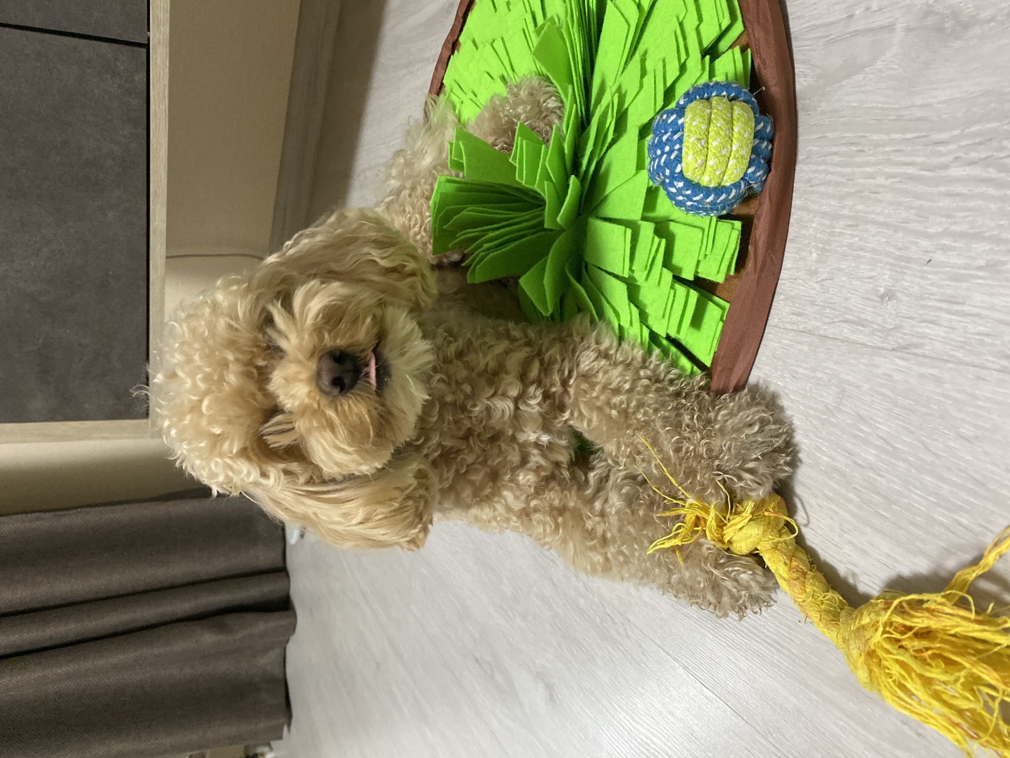 A tan poodle with its tongue sticking out lies on a light gray wooden floor next to a green snuffle mat. The dog is holding a yellow rope toy in its paws, and a blue and yellow ball is on the snuffle mat. The background is blurred and shows a brown curtain and a dark cabinet. The lighting is artificial and appears to be coming from above.