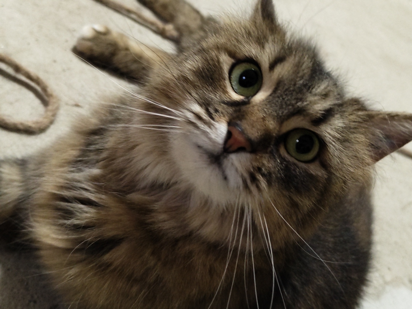 A close-up, low-angle shot shows a tabby cat lying down, looking directly at the camera with its eyes wide open. The cat's fur is a mix of brown, black, and white stripes. Its nose is pink, and its whiskers are long and white. The background is a neutral, light-colored surface that appears to be concrete or a similar material, with a brown rope visible in the upper left corner. The lighting is soft and even, highlighting the cat's features. The image is in focus and appears to be taken indoors.