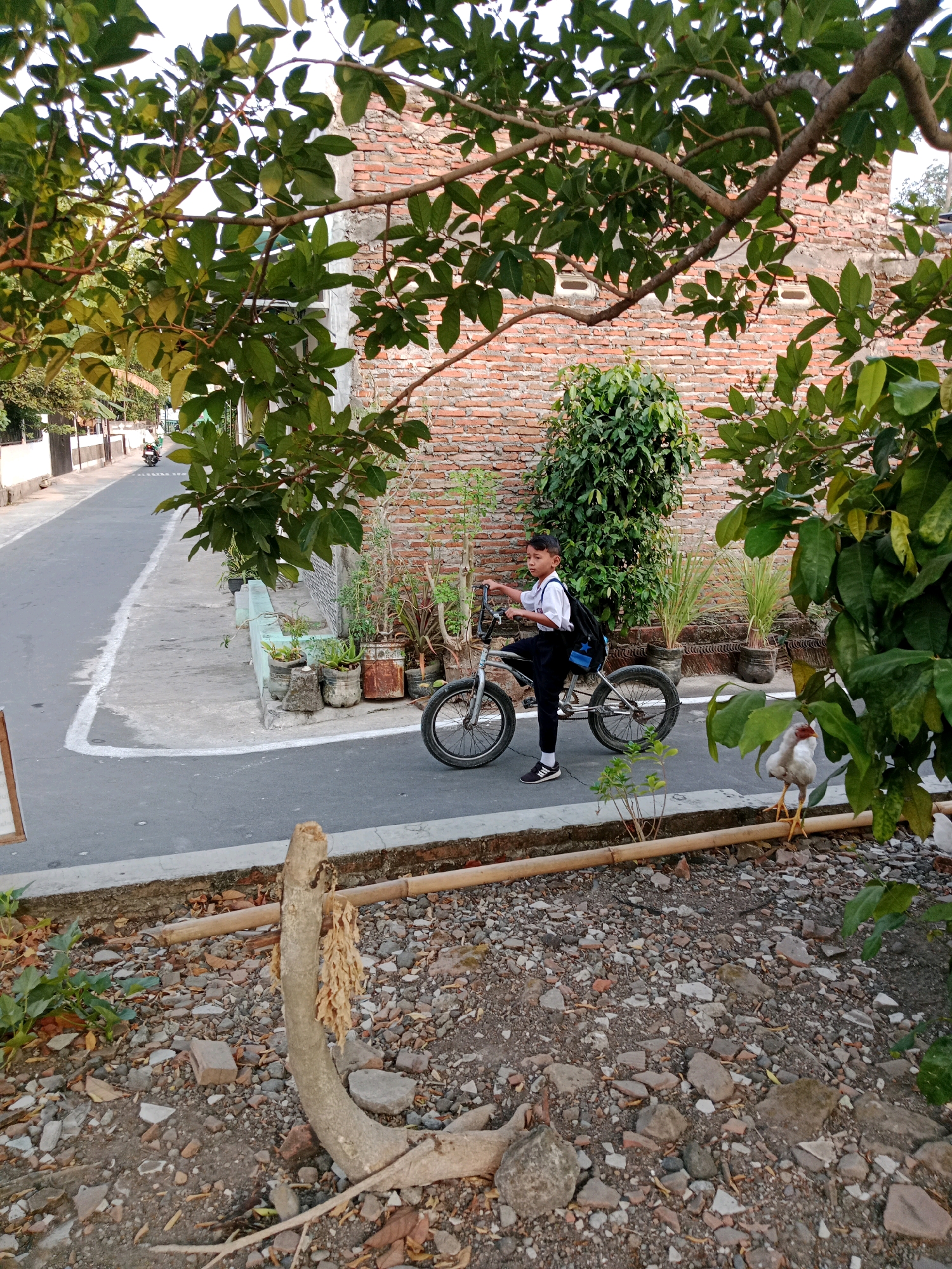 In Waru, Indonesia, a young boy in a school uniform, wearing a white shirt and dark pants, stands next to a bicycle on a paved road. He has a backpack on his back and is holding the handlebars of the bicycle. A chicken stands on the side of the road. The scene is framed by trees with green leaves. The background shows a brick wall and a street with some buildings.