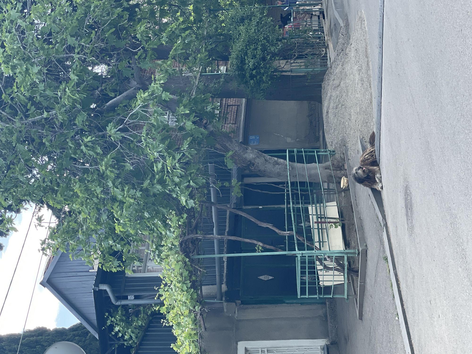 The image depicts a street scene in Tbilisi, Georgia. A dog with long, shaggy fur sits on the sidewalk next to the road. Behind the dog is a green metal fence enclosing a building. A large tree with dense foliage extends over the building and fence. The building appears to be multi-storied and constructed with a combination of brick and concrete. The street is paved, and a few people are visible in the background, slightly out of focus. The overall atmosphere suggests a residential neighborhood on a sunny day.