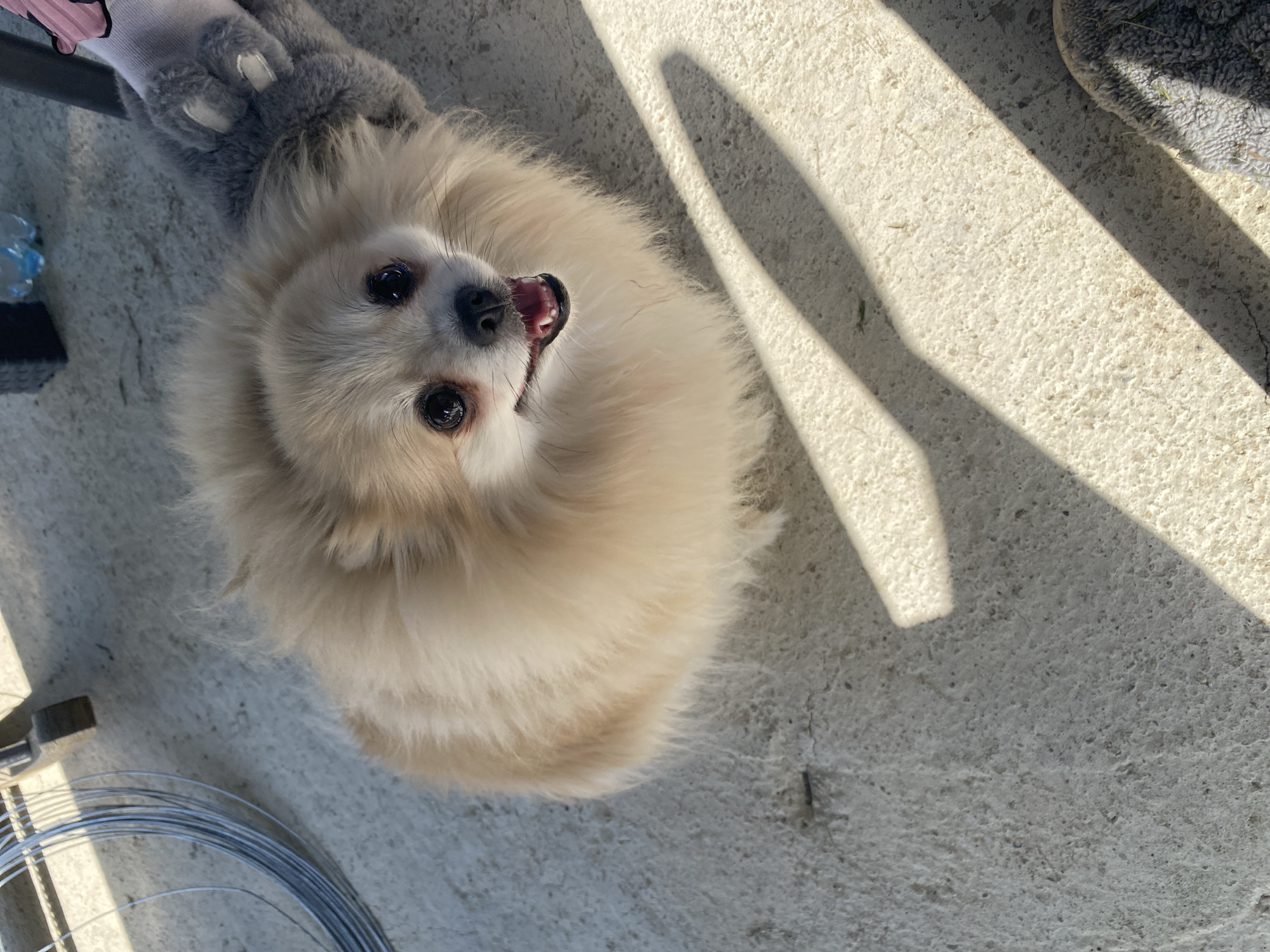 A small, fluffy, light-colored dog with dark eyes and an open mouth looks up at the camera. The dog is sitting on a light-colored, textured surface, possibly concrete. To the dog's left, a roll of silver wire and a tool are partially visible. Above the dog, there is a glimpse of a gray stuffed animal paw with a pink detail. The scene is partially illuminated by sunlight, casting long shadows across the concrete. The location of the image is in the city of Industrialny, Russia.