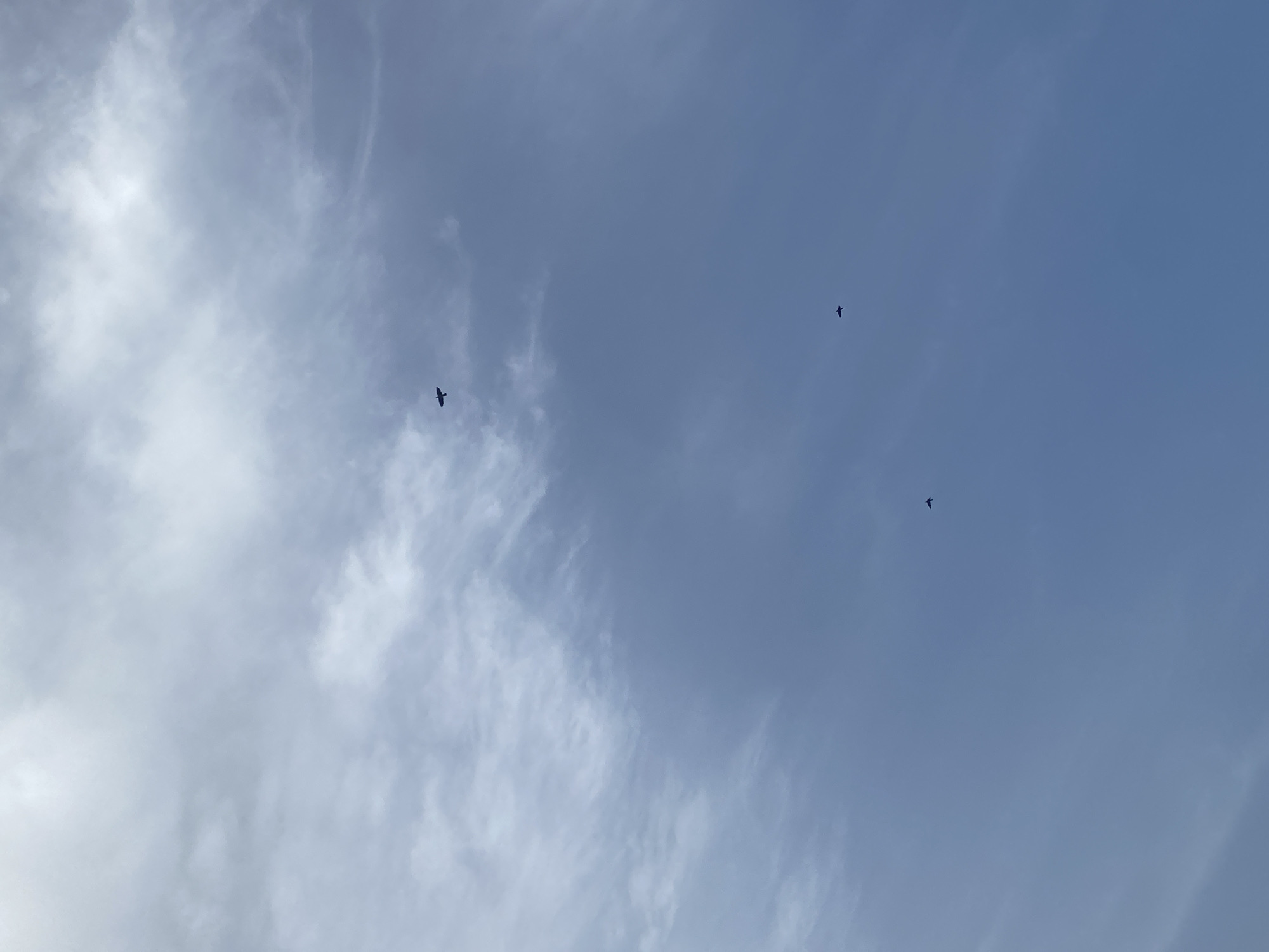 The image displays a sky over Rido, Nigeria. The upper half of the frame shows diffused grey and white cloud formations, which transition into a clearer, lighter blue sky in the lower half. Three dark, avian silhouettes are visible against the sky, positioned individually at varying heights and orientations, indicating they are in flight. No other subjects or objects are present in the scene.