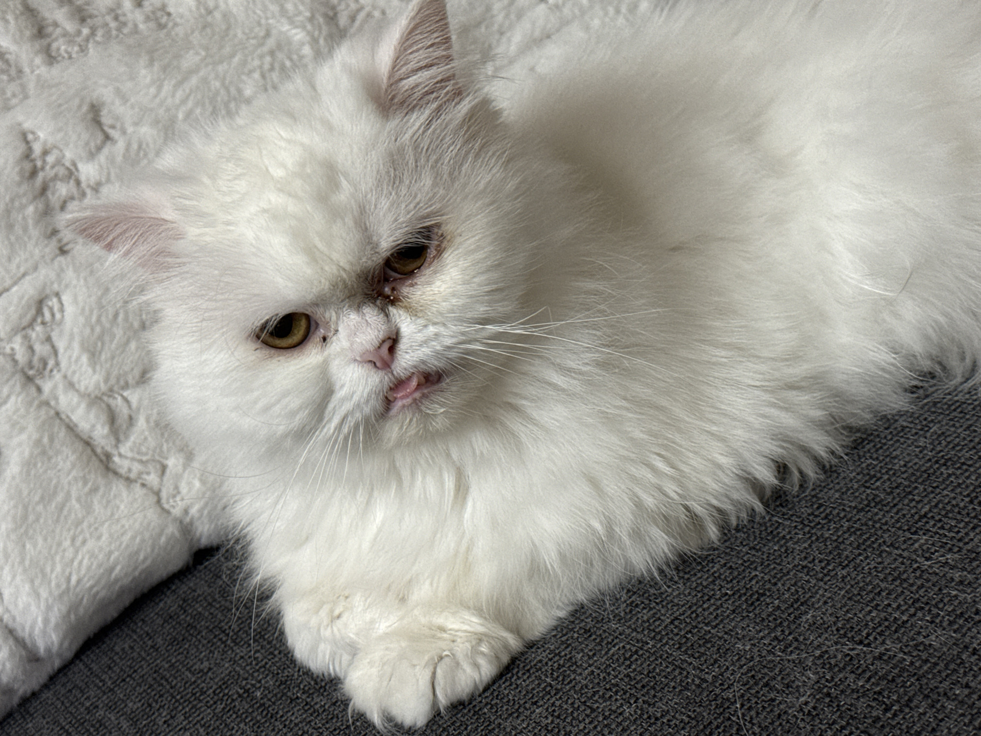 A fluffy, white Persian cat is lying on a soft, white blanket. The cat's face is visible, showing its eyes, nose, and mouth. The cat appears to be lying on a gray couch. The location is Burgas, Bulgaria.