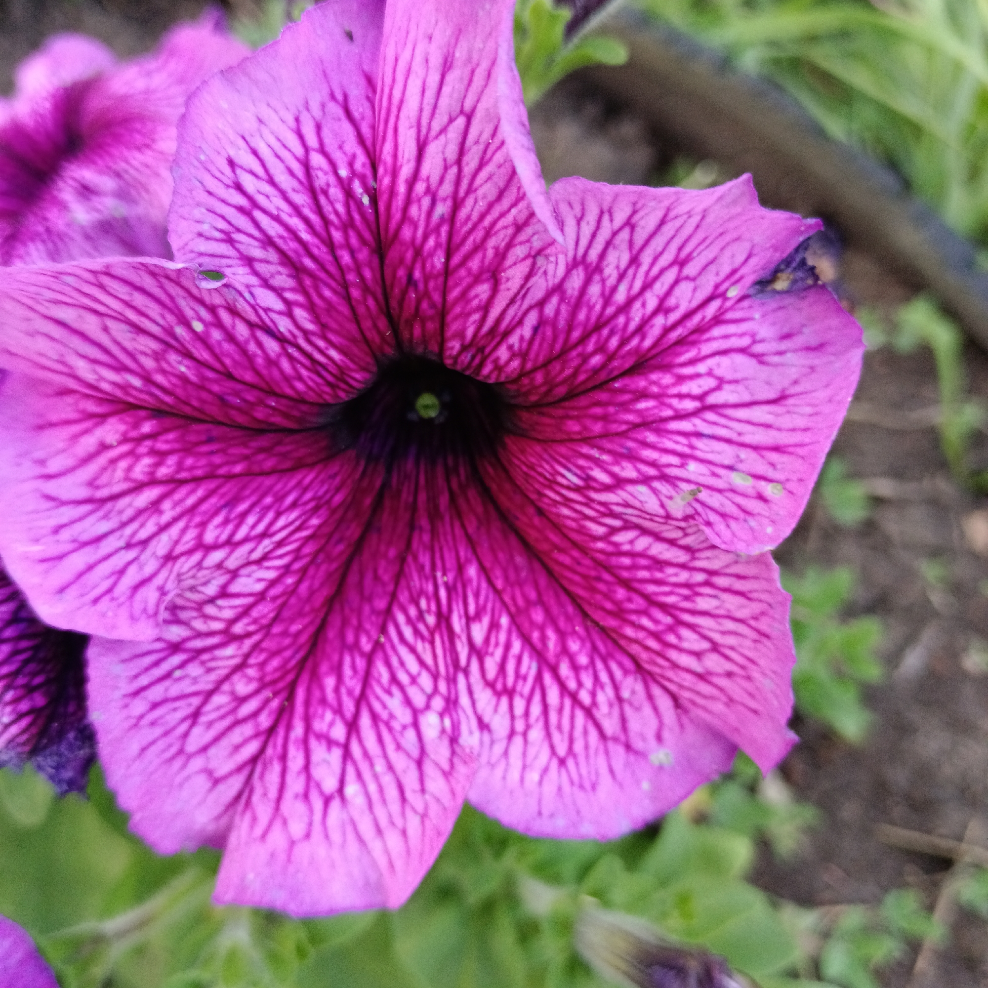 A close-up, slightly angled shot focuses on the center of a vibrant magenta petunia flower. The flower's petals are adorned with intricate, darker magenta veining that radiates outward from the dark throat of the bloom. Tiny water droplets are visible on some of the petals. The background is softly blurred, showing green foliage and dark soil, suggesting an outdoor garden setting. No people or specific landmarks are visible to pinpoint a location within Novokuybyshevsk, Russia.