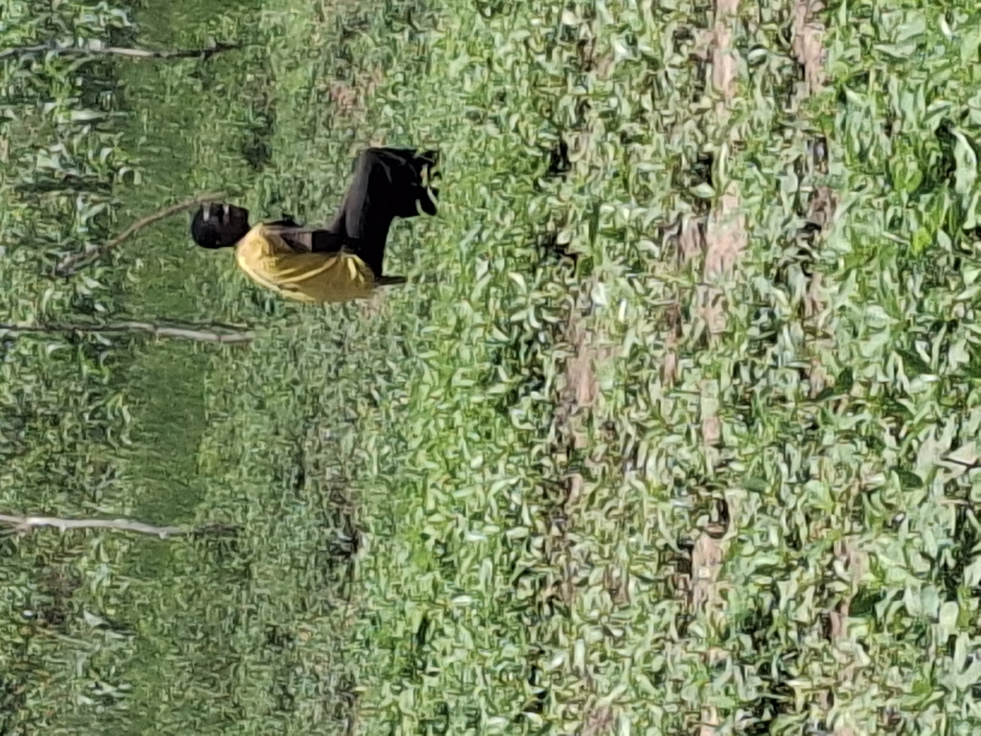 A man wearing a yellow shirt and black pants is sitting on a small, dark object in a field of green plants. He is looking to his right. The field is dense with vegetation, and there are thin trees in the background. The scene appears to be outdoors in a rural or agricultural area, possibly in Lembi, Nigeria.