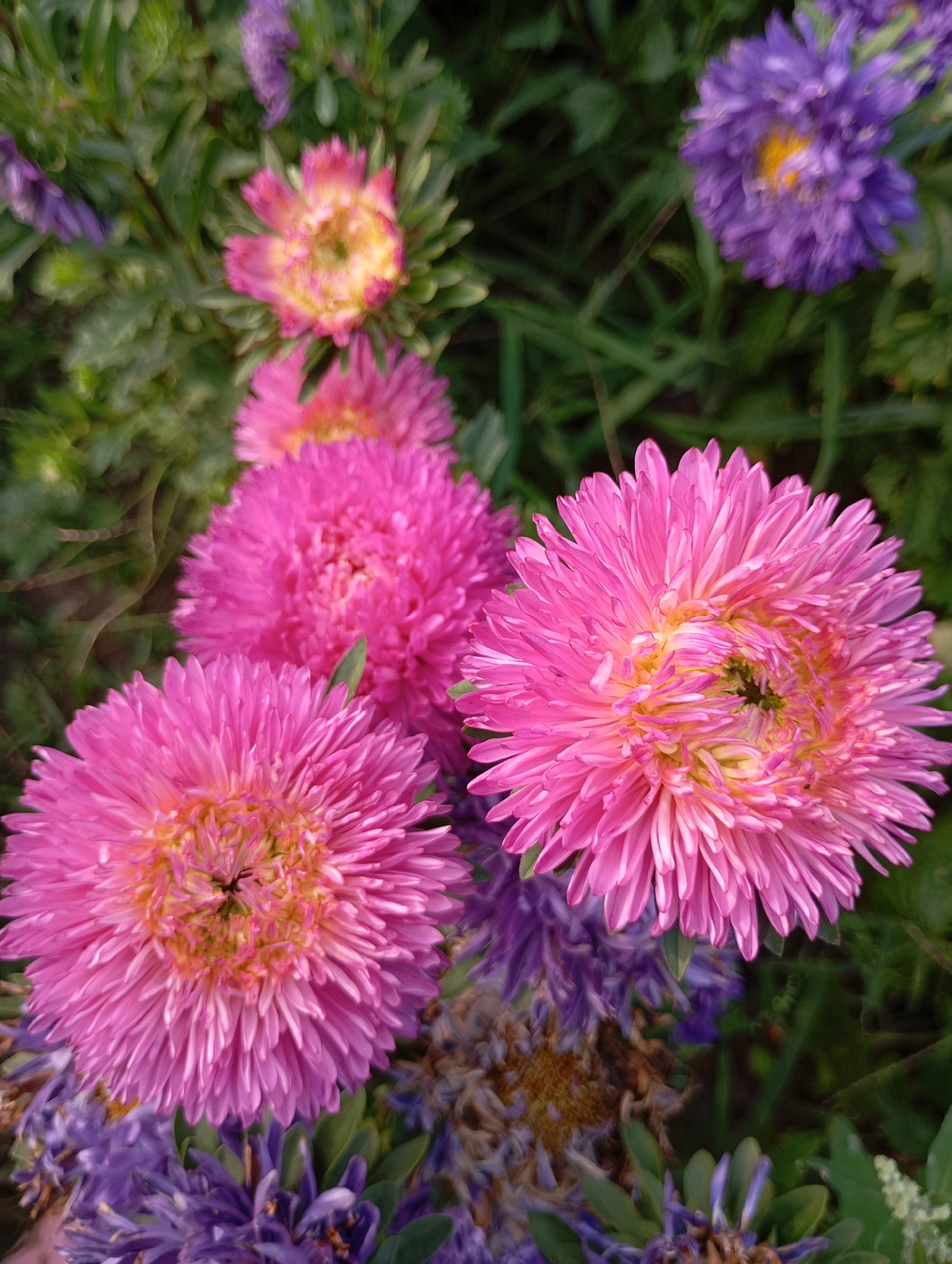 In the city of Horishni Plavni, Ukraine, a close-up, top-down view captures a cluster of asters in bloom. The foreground is dominated by two vibrant pink asters, their petals densely packed and radiating outward from yellow centers. Below them, a scattering of smaller purple flowers adds a contrasting hue. In the background, other asters, one a soft pink with a yellow core and another a rich purple, are visible amidst lush green foliage. The image is characterized by soft focus, creating a dreamy, textured effect.