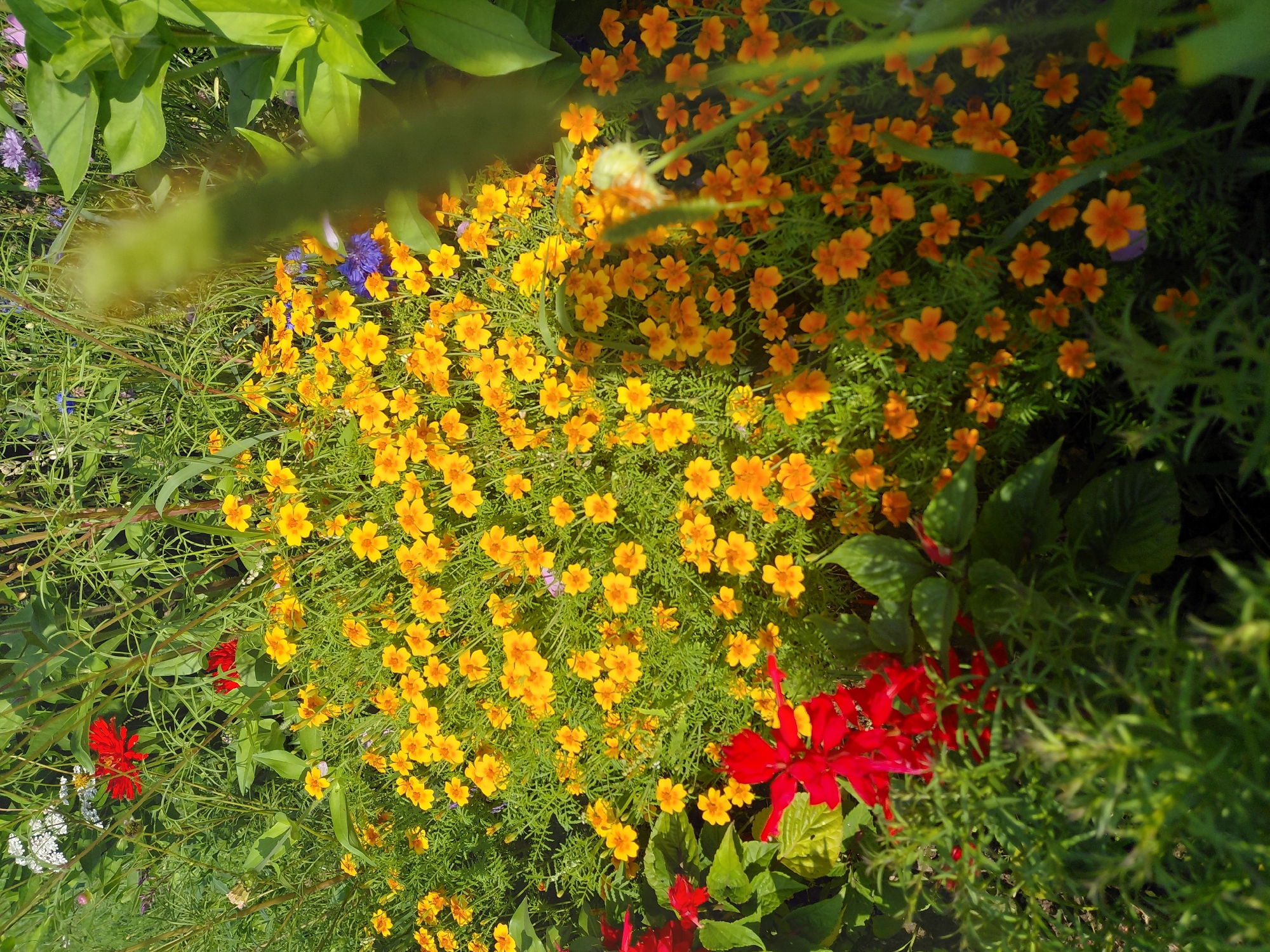 A close-up, high-angle outdoor shot depicts a garden bed filled with a dense arrangement of flowers. The dominant colors are bright yellow and orange from numerous small, daisy-like marigolds that cover the majority of the frame. Interspersed among the marigolds are a few taller, slender green stalks of grass. In the lower left corner, a cluster of vibrant red salvia flowers adds a bold contrast. In the background, hints of other foliage and flowers can be seen, including white flowers in the upper left and some muted purple flowers scattered throughout. The lighting suggests it is daytime, with sunlight casting shadows and highlighting the textures of the petals and leaves. The scene is set in a garden environment, likely in Malinovka, Russia.