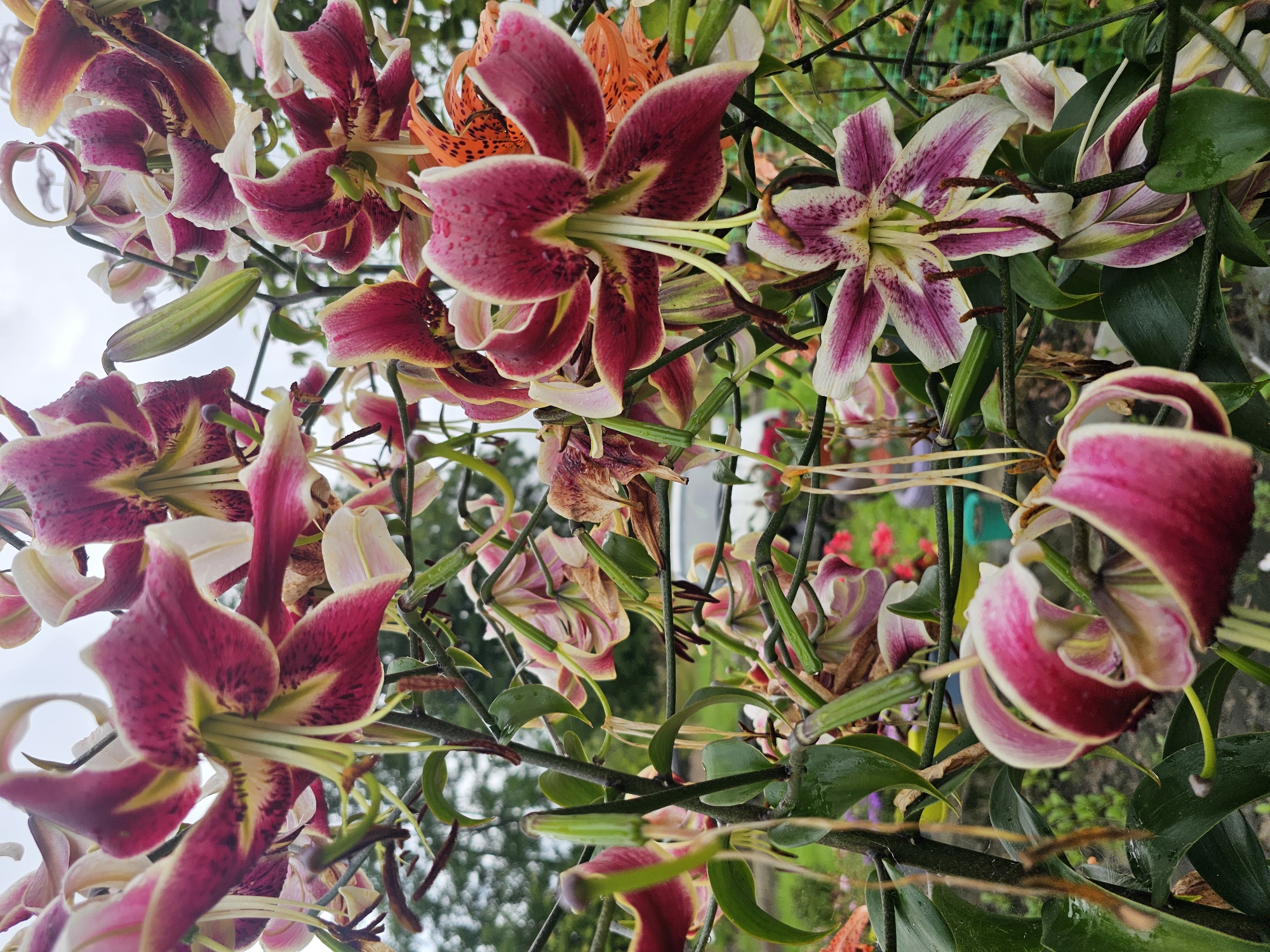 A medium shot captures a cluster of dark pink and white lilies in bloom, their petals speckled with burgundy. The flowers, with long green stems and leaves, appear to be in a garden setting, with hints of other plants and trees in the blurred background. The sky is overcast, casting a soft light on the scene. The image is framed vertically, focusing on the intricate details of the lilies. The location is identified as Bolshakovo, Russia.