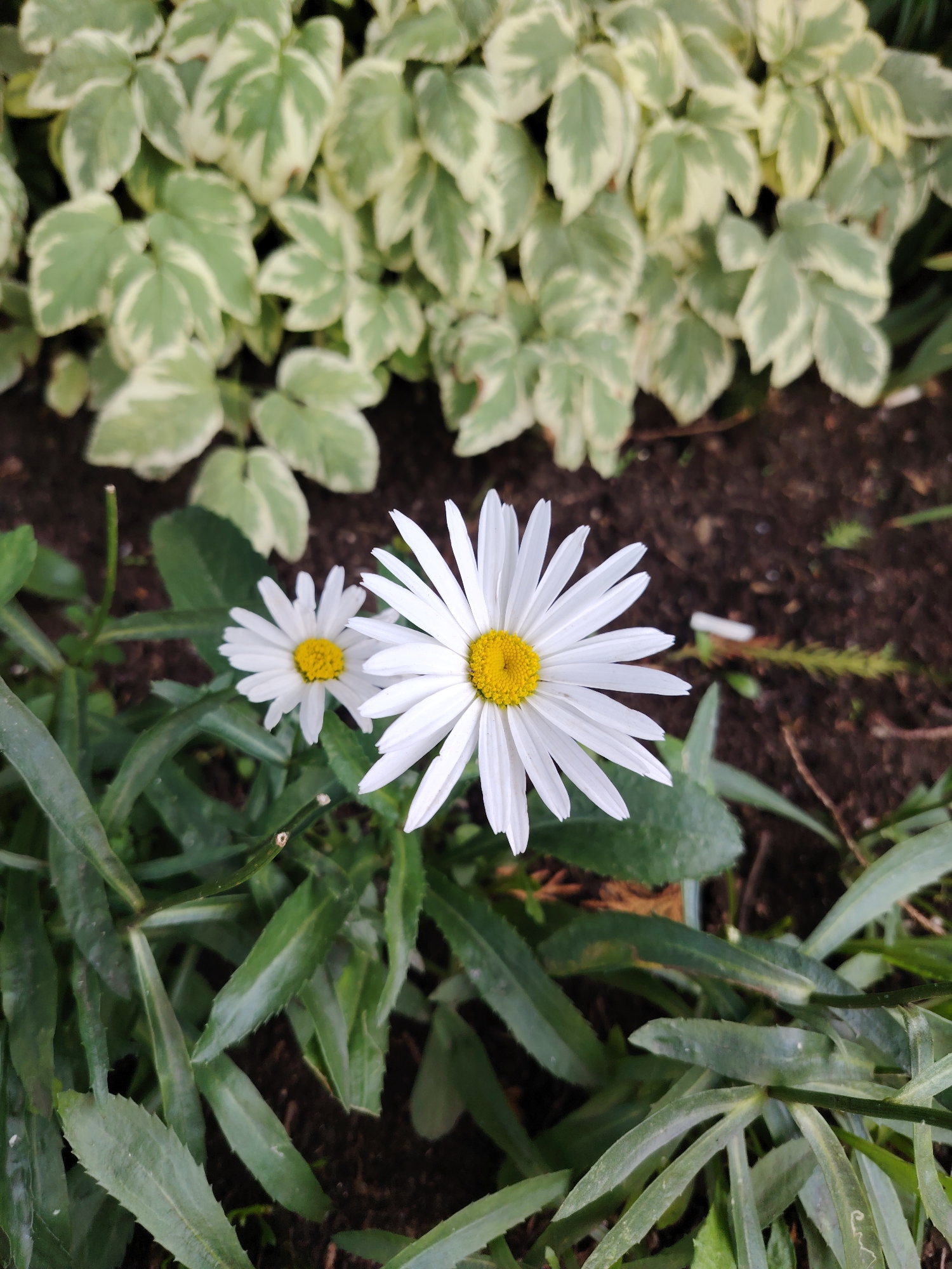 The image is a close-up, eye-level, outdoor shot of two white daisies with yellow centers, situated in a garden. The foreground features lush green foliage, with the daisies prominently displayed. In the background, a variegated plant with green and white leaves adds texture and color. The ground appears to be dark soil, with some dry leaves and twigs scattered on it. The overall setting suggests a natural, possibly urban, garden environment. There are no people or animals visible in the image. The scene is calm and serene, focusing on the natural beauty of the flowers and plants. The location is identified as Klin, Russia.
