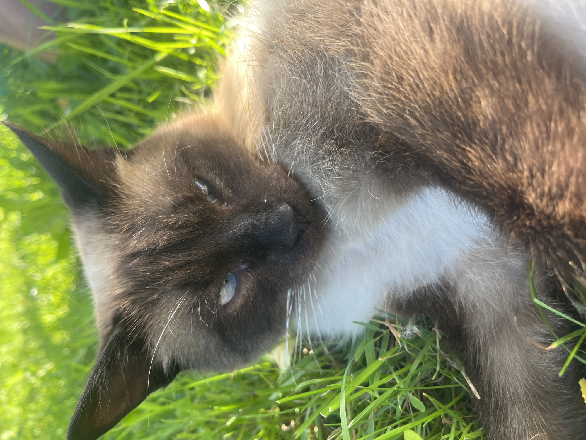 A close-up shot captures a Siamese cat lying in green grass under bright sunlight. The cat's fur is a mix of brown and white, with distinct dark brown points on its ears and face. Its eyes are a striking blue. The grass is lush and vibrantly green, with some blades catching the sunlight, creating a bokeh effect. The focus is sharp on the cat's face and the fur immediately surrounding it, while the background is blurred. The lighting suggests it is daytime, possibly late afternoon, given the warm glow on the cat's fur. There are no people or other discernible objects in the frame.