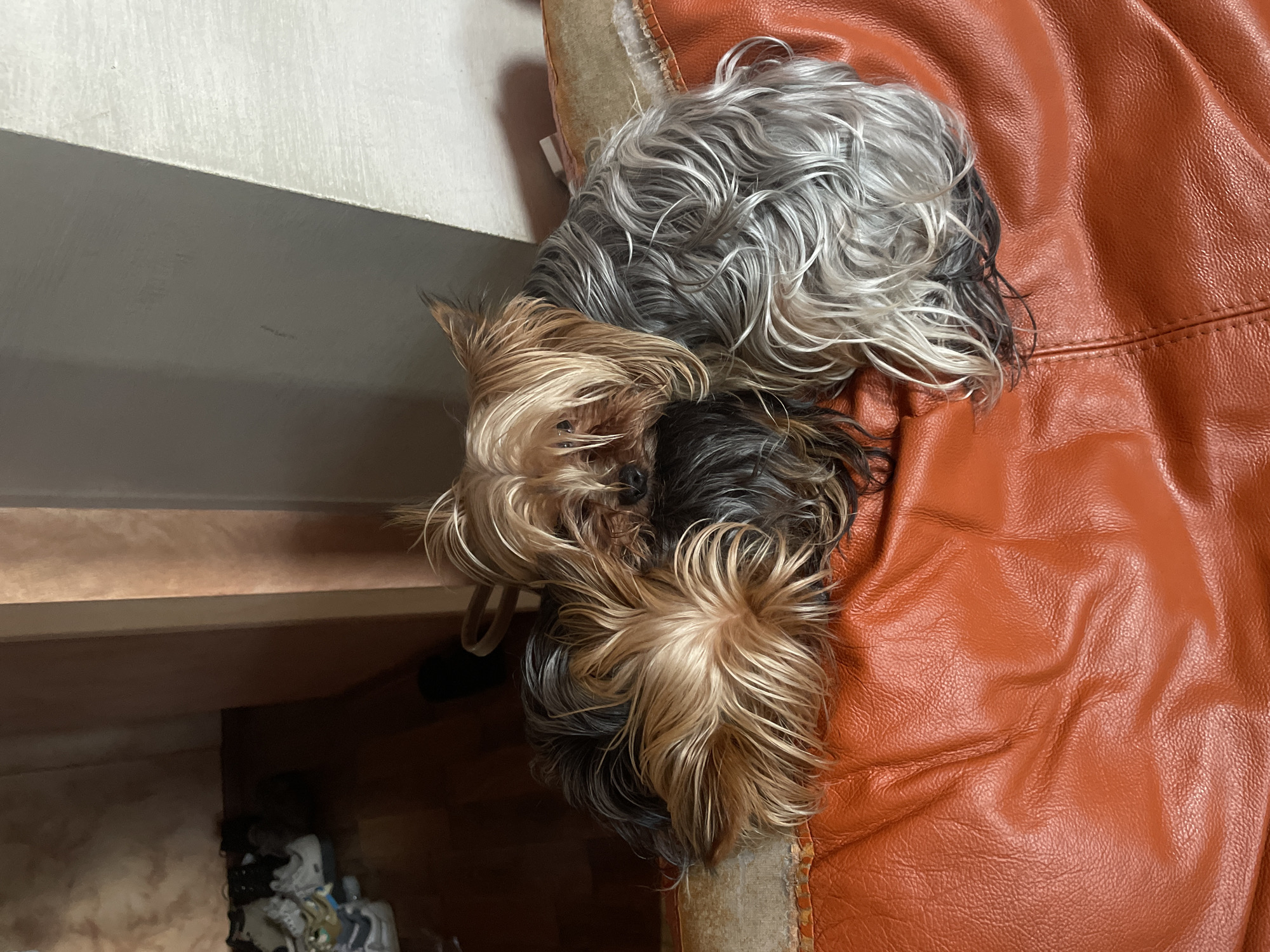 A high-angle indoor shot shows two dogs with long hair resting on a tan leather surface. The dog on the left has tan and black hair, while the dog on the right has grey and black hair. The leather surface appears to be part of a piece of furniture. To the left of the dogs is a light-colored surface. The location in the city of Burgas, Bulgaria is not discernible from the visual information.