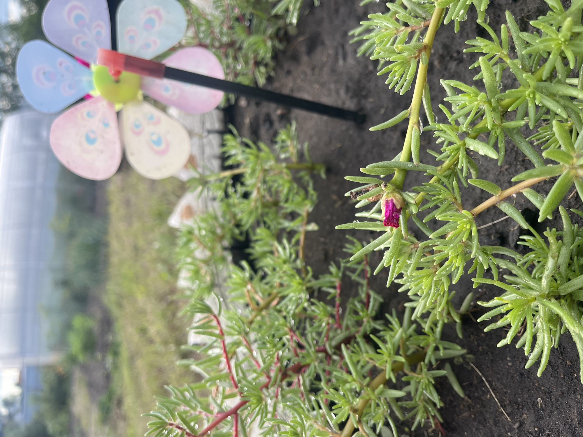 This is a close-up, slightly angled shot of green succulent plants with a single pink flower bud just starting to open. The plants have long, narrow, fleshy leaves and appear to be growing in dark soil. Tiny water droplets are visible on the leaves, suggesting recent rain or dew. In the background, out of focus, is a colorful pinwheel with pastel-colored petals, each decorated with a floral motif. To the far left, a blurred out greenhouse structure is visible. The image appears to have been taken outdoors during the daytime, possibly in a garden or yard setting, given the plants and the pinwheel. The overall mood is tranquil and natural. No visible text is present in the image.