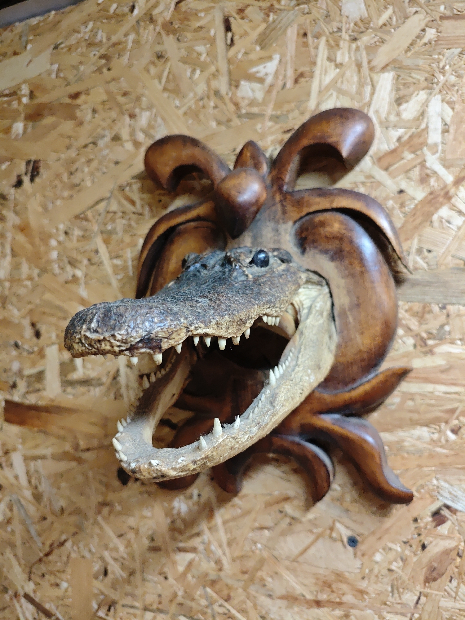 A taxidermied alligator head, mounted on a wooden carving resembling a stylized flower or sunburst, is displayed against a background of oriented strand board (OSB). The alligator's mouth is open, revealing its teeth. The carving is stained with a dark, glossy finish. Боровково, Russia is not explicitly depicted in the image, so its location cannot be confirmed.