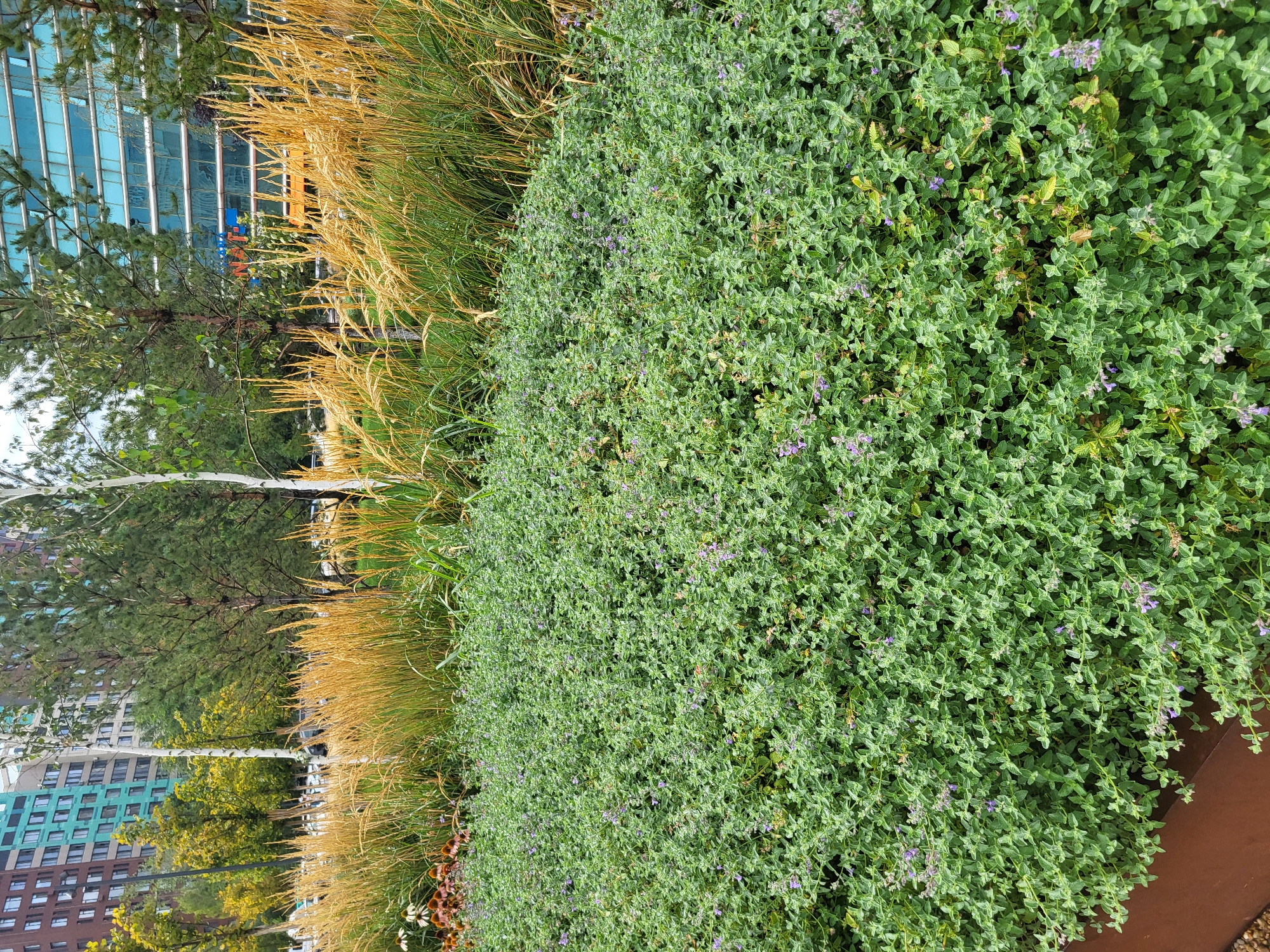 The image depicts a landscaped area in an urban environment, likely in Astana, Kazakhstan, given the architectural style of the buildings. In the foreground, a dense ground cover of small, green plants with tiny purple flowers fills the frame. Behind this, tall, golden ornamental grasses rise, creating a textural contrast. In the midground, slender birch trees with white bark stand amidst darker green coniferous trees. The background is dominated by modern buildings, one with a facade of blue glass and another with a multi-colored brick exterior, suggesting a commercial or residential district. The scene appears to be a well-maintained public space, possibly a park or a city beautification project. There are no people visible in the image.