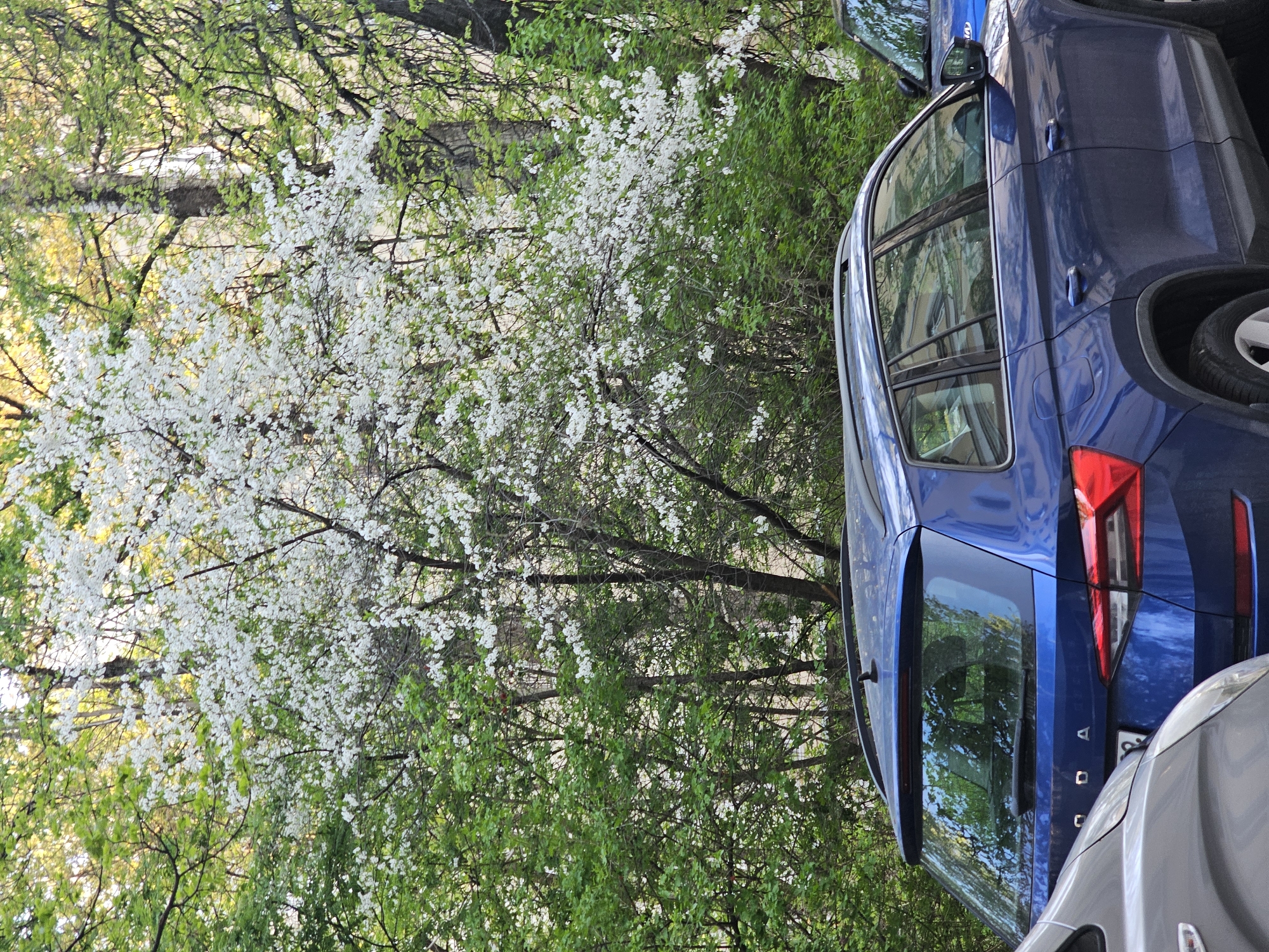 A street scene in Khimki, Russia, shows a blue Skoda SUV parked near flowering trees. The trees, with white blossoms, are situated next to lush green foliage. Part of a gray car is visible in the lower right corner of the image. The scene captures a typical urban environment in the spring, with a mix of nature and parked vehicles.