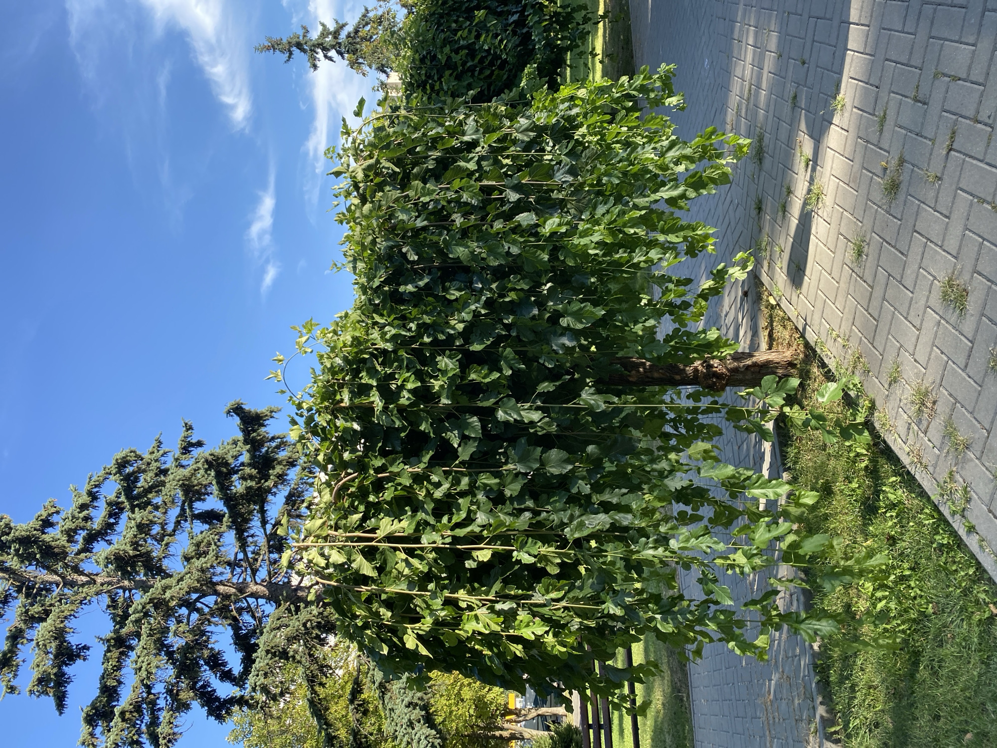 A weeping mulberry tree with a dense canopy of green leaves stands prominently in a park or public garden. The tree's branches droop downwards, creating a curtain-like effect. It is situated on a paved walkway constructed with rectangular grey interlocking bricks laid in a herringbone pattern. To the left of the tree, a patch of green grass with some weeds is visible, and further back, a park bench can be partially seen. Behind the weeping mulberry, a tall conifer tree, likely a spruce, rises against a clear blue sky with scattered wispy white clouds. The sunlight casts shadows across the paving stones, indicating it is daytime. The overall scene suggests an urban green space in Chișinău, Moldova, with manicured landscaping and well-maintained public areas. There are no people present in the image.