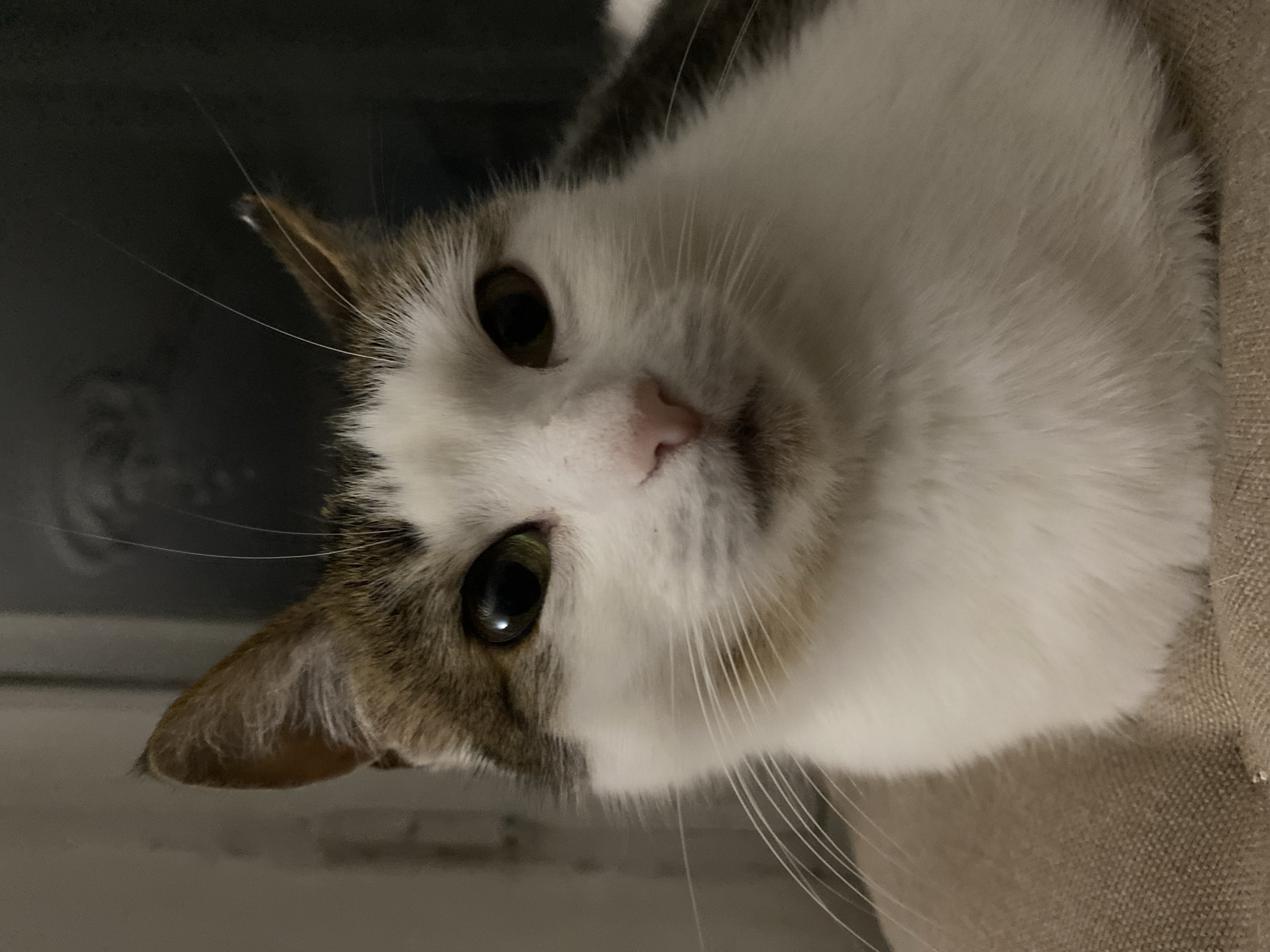 A close-up, eye-level, indoor shot shows a white cat with brown and grey markings on its head and back. The cat is looking directly at the camera with its mouth slightly open. Its eyes are green and dark brown. Long white whiskers extend from its muzzle. The background is dark and blurred. The cat is sitting on a textured, light brown surface that appears to be fabric.