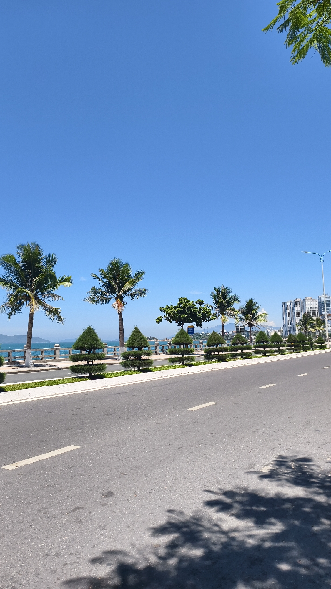 The image captures a serene street scene in Bac Nha Trang Ward, Vietnam, under a clear, bright blue sky. The foreground is dominated by a grey asphalt road with white dashed lane markers. The road is casting dappled shadows from unseen foliage. To the left of the road, a well-maintained sidewalk borders a green strip of grass, beyond which is a walkway lined with small, conical, manicured trees. Further back, a stone railing separates the walkway from a body of water, presumably the sea, which is visible in a muted blue.
Along the waterfront, several palm trees of varying heights stand tall. One particularly prominent palm tree on the left has a weathered trunk and broad green fronds. Another slightly smaller palm tree is positioned to its right. Between the palm trees, a lush green deciduous tree adds contrast. In the distance, beyond the water and the railing, a row of modern high-rise buildings with many windows is visible, suggesting an urban or semi-urban coastal setting. The overall impression is one of a clean and well-kept public space, likely a promenade or coastal road, designed for leisure and enjoying the scenic view. No people are visible in the frame.