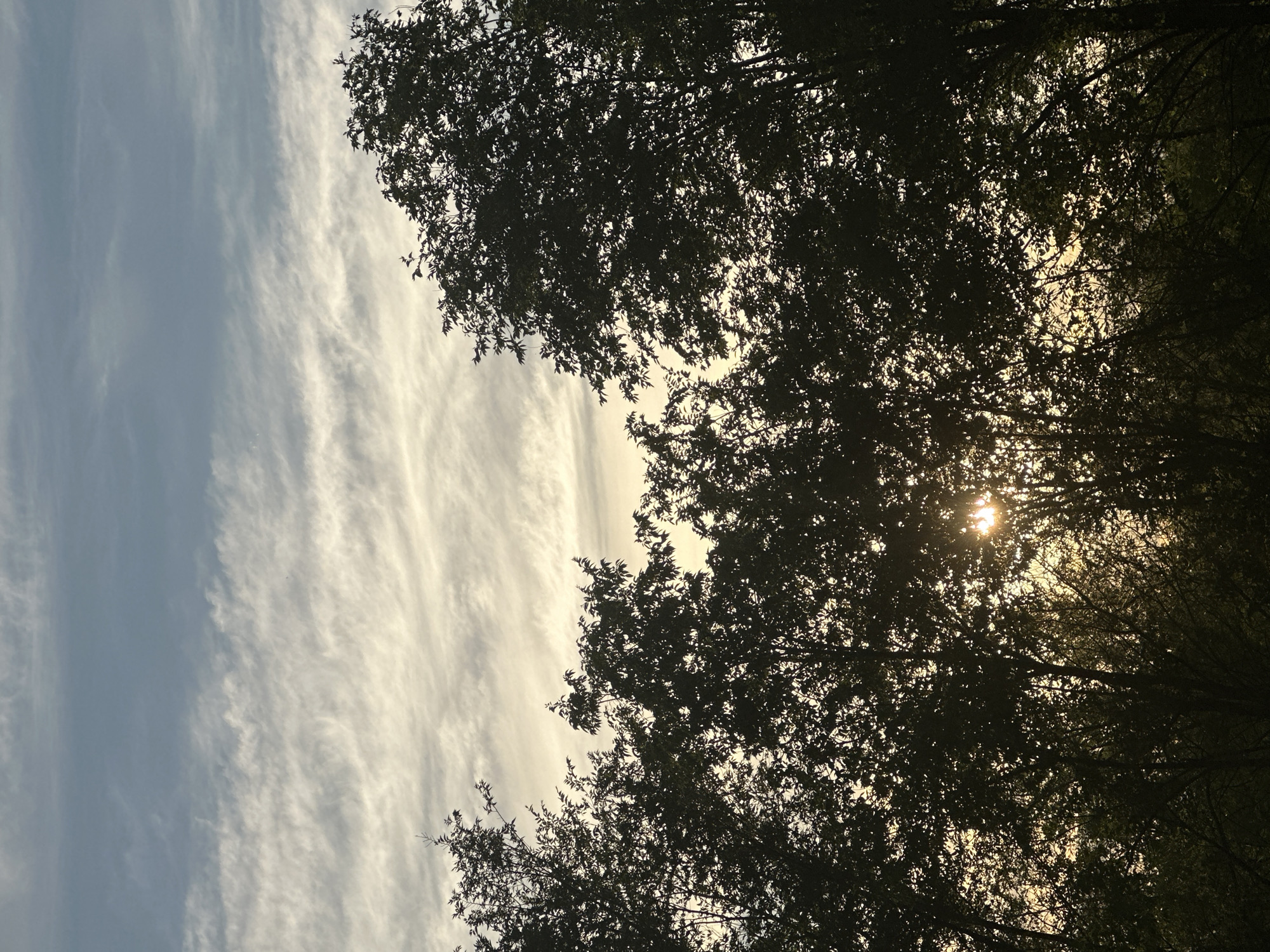 The image is an outdoor shot looking up into the sky through the silhouette of trees. The sun is visible, peeking through the leaves and branches, casting a warm glow. Thin, wispy clouds streak across the sky, suggesting a partly cloudy day. The lighting indicates it is either sunrise or sunset, creating a peaceful and serene atmosphere. The leaves of the trees are dark and dense, obscuring much of the sky, but the light filtering through provides a sense of depth and texture. There is no visible text in the image. The scene appears to be in a natural setting, possibly a park or a forest. The overall impression is one of natural beauty and tranquility.