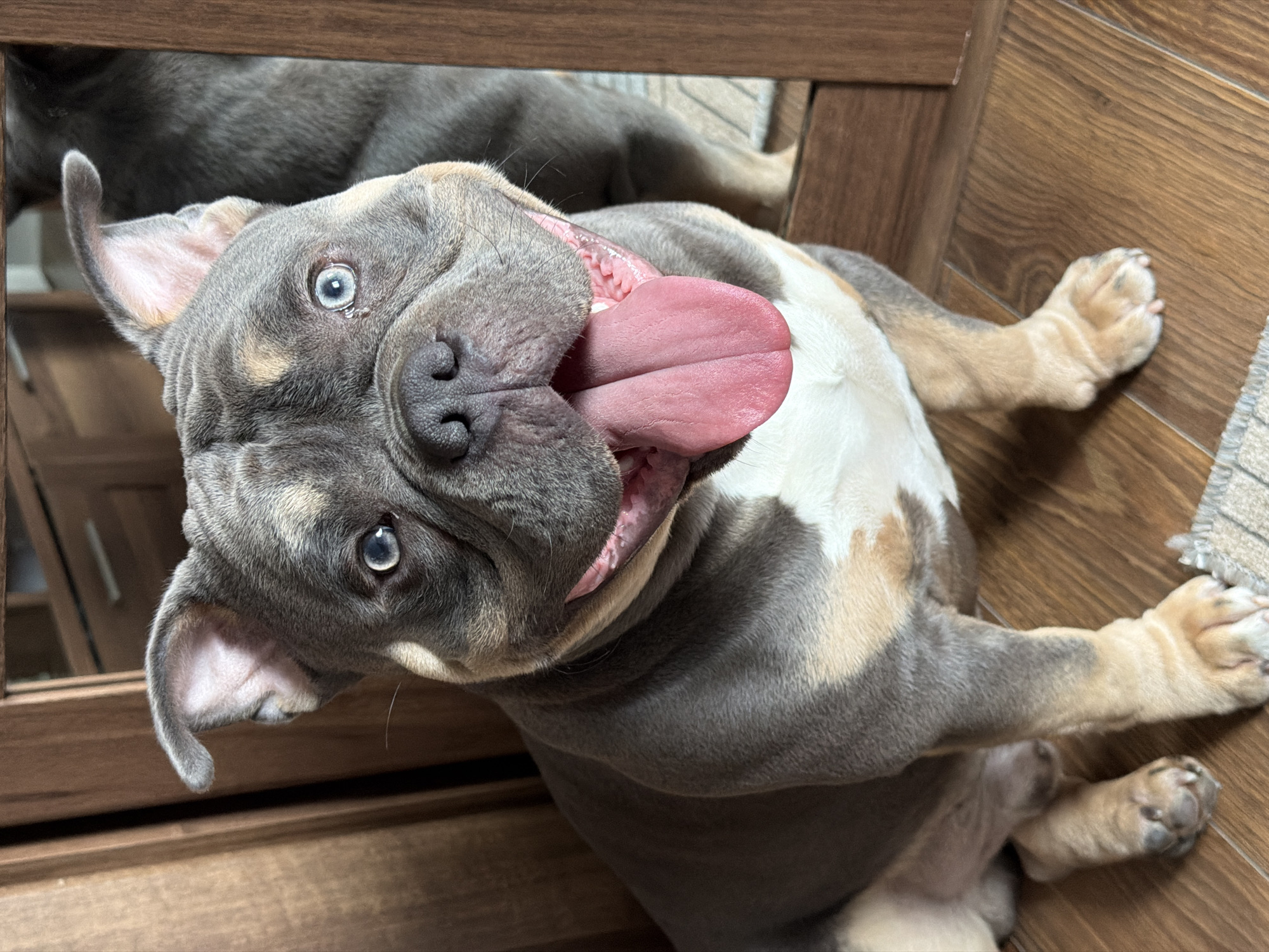 A medium shot depicts a gray and white American Bully dog lying on its back on a brown, wood-grained floor. The dog's head is tilted towards the camera, its mouth open with a large pink tongue lolling out. The dog has light blue eyes and small, folded ears. The top left corner of the image includes a partial reflection of another dog in what appears to be a mirror or glass panel integrated into the brown wooden furniture. A small portion of a light-colored rug or mat is visible in the bottom right corner of the image. The setting appears to be indoors, likely a domestic interior. The location in the city of Moscow, Russia cannot be determined from the image.