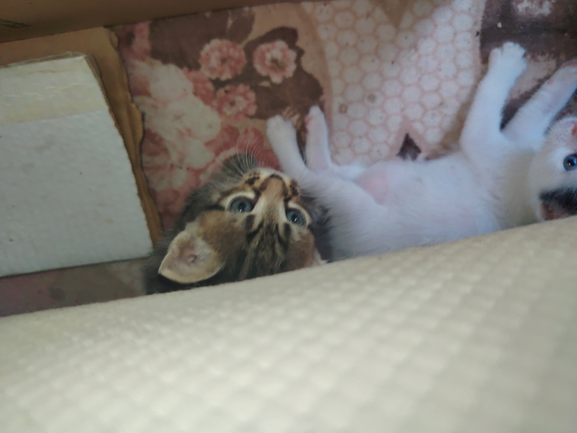 In Konyaaltı, Turkey, two kittens are lying on their backs in a cardboard box. The kitten on the left is a tabby with blue eyes and is looking up. The kitten on the right is white with blue eyes and is also looking up. The box is lined with floral-patterned fabric. The image is taken from a slightly high angle, with the foreground filled with the textured beige surface of a blanket.