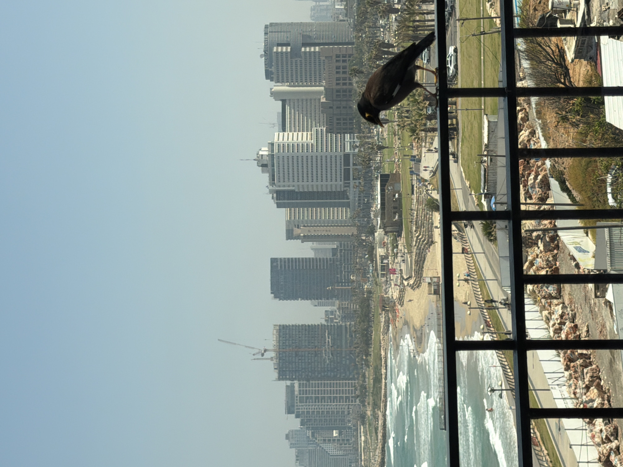 The image captures a vibrant urban coastal scene, viewed from an elevated vantage point, likely a balcony or high-rise window. In the immediate foreground, to the right, a dark bird, appearing to be a Common Myna with distinctive yellow markings around its eye and on its beak, is perched on a dark, grid-patterned railing or window frame. The bird is looking downwards and to the left, observing the expansive view.
Beyond the railing, the scene unfolds to reveal the Tel-Aviv coastline under a clear, bright blue sky. The Mediterranean Sea stretches across the lower portion of the image, with white-crested waves breaking onto a sandy beach. A few indistinct figures of people can be seen on the sand and near the water. Parallel to the beach, a paved road is visible, bordered by green lawns and numerous palm trees. A white car is discernible on the road.
Further into the background, a dense cityscape rises, featuring a multitude of modern high-rise buildings and skyscrapers. Some buildings exhibit ongoing construction, marked by visible cranes. Text labels "RADISSON BLU" and "CROWN" are faintly visible on two of the prominent buildings, offering location cues. The sky above the city is a pale, uniform blue, indicating clear, fair weather during the daytime. The overall impression is one of a dynamic urban center harmoniously integrated with a natural coastal landscape.