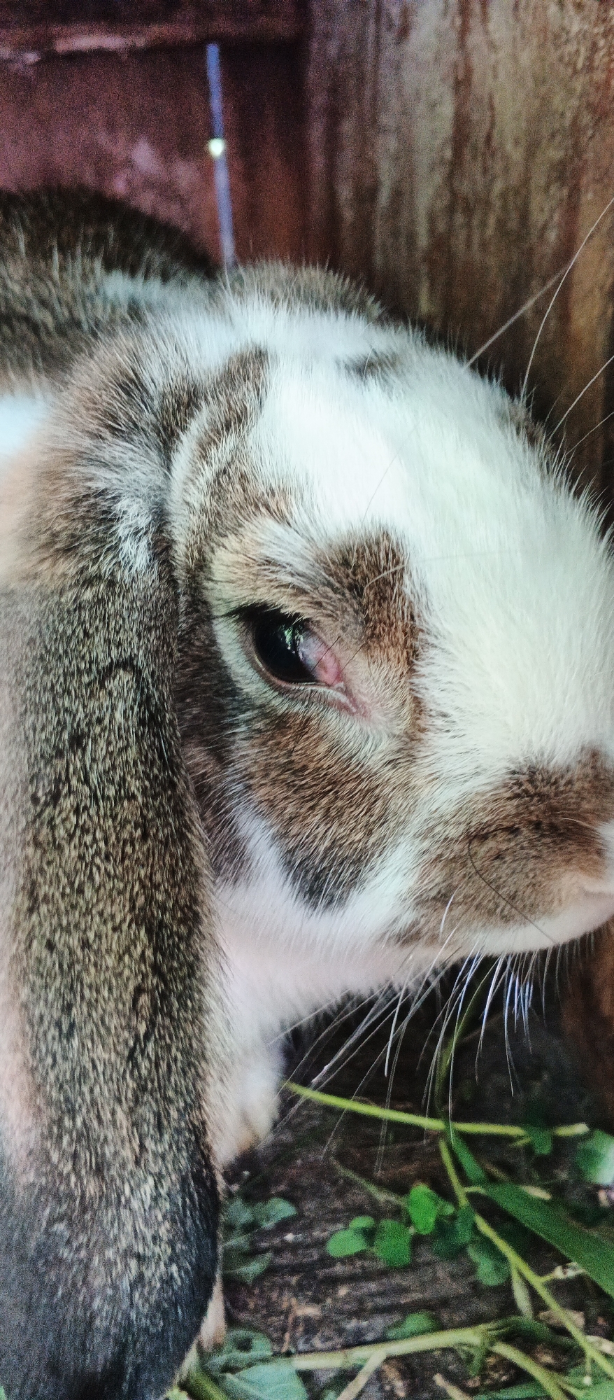 A close-up, vertical, eye-level shot captures the head of a rabbit. The rabbit's fur is a mix of white and grey tabby markings. Its left eye, dark and reflective, is clearly visible, with a small pinkish area visible within the eyelid. The rabbit's long, white whiskers are also prominent. The background consists of a rough, textured wooden surface and some green foliage on the ground, suggesting an outdoor setting, possibly in a backyard or natural enclosure. There are no visible people or specific urban features that would indicate a location within the city of Smila, Ukraine.
