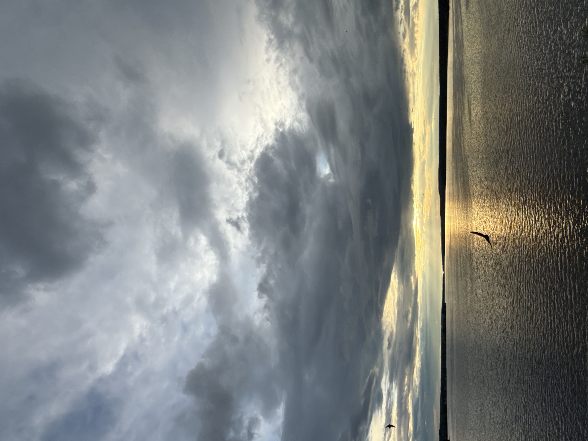 This image, captured in Votkinsk, Russia, presents a dramatic and expansive natural landscape, likely depicting the Votkinsk Reservoir, during either sunrise or sunset.
The sky dominates the upper portion of the frame, filled with heavy, dark grey clouds that suggest an overcast or post-storm atmosphere. Despite the extensive cloud cover, bright patches of sunlight break through, particularly along the horizon, casting a golden-yellow glow that illuminates the edges of the clouds and the distant sky.
Below the horizon, the vast body of water appears dark and textured with countless ripples. A brilliant reflection of the low sun stretches across the water's surface, creating a shimmering, golden path that contrasts sharply with the darker water around it. A narrow, dark line along the horizon marks distant land or treeline, silhouetted against the bright light.
Several birds are visible in flight. A prominent silhouette of a bird glides low over the sun-drenched water towards the middle-right of the image. Another smaller bird can be seen higher up in the cloudy sky on the bottom-left.
The photograph evokes a sense of vastness and natural beauty, highlighting the dynamic interplay of light, water, and dramatic cloud formations. There is no visible text in the image.
