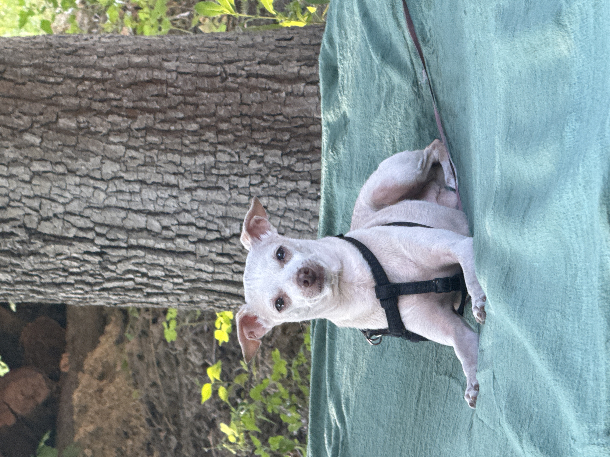 A light-colored dog with black harness sits on a green blanket in front of a tree trunk. The dog is facing the camera, and its ears are perked up. In the background, there are some blurred logs and green foliage. The scene appears to be outdoors, possibly in a park or wooded area. The image is well-lit and the dog is in focus. There are no people present in the image. The dog's leash is visible, extending to the right of the frame. The dog's paws are resting on the blanket.