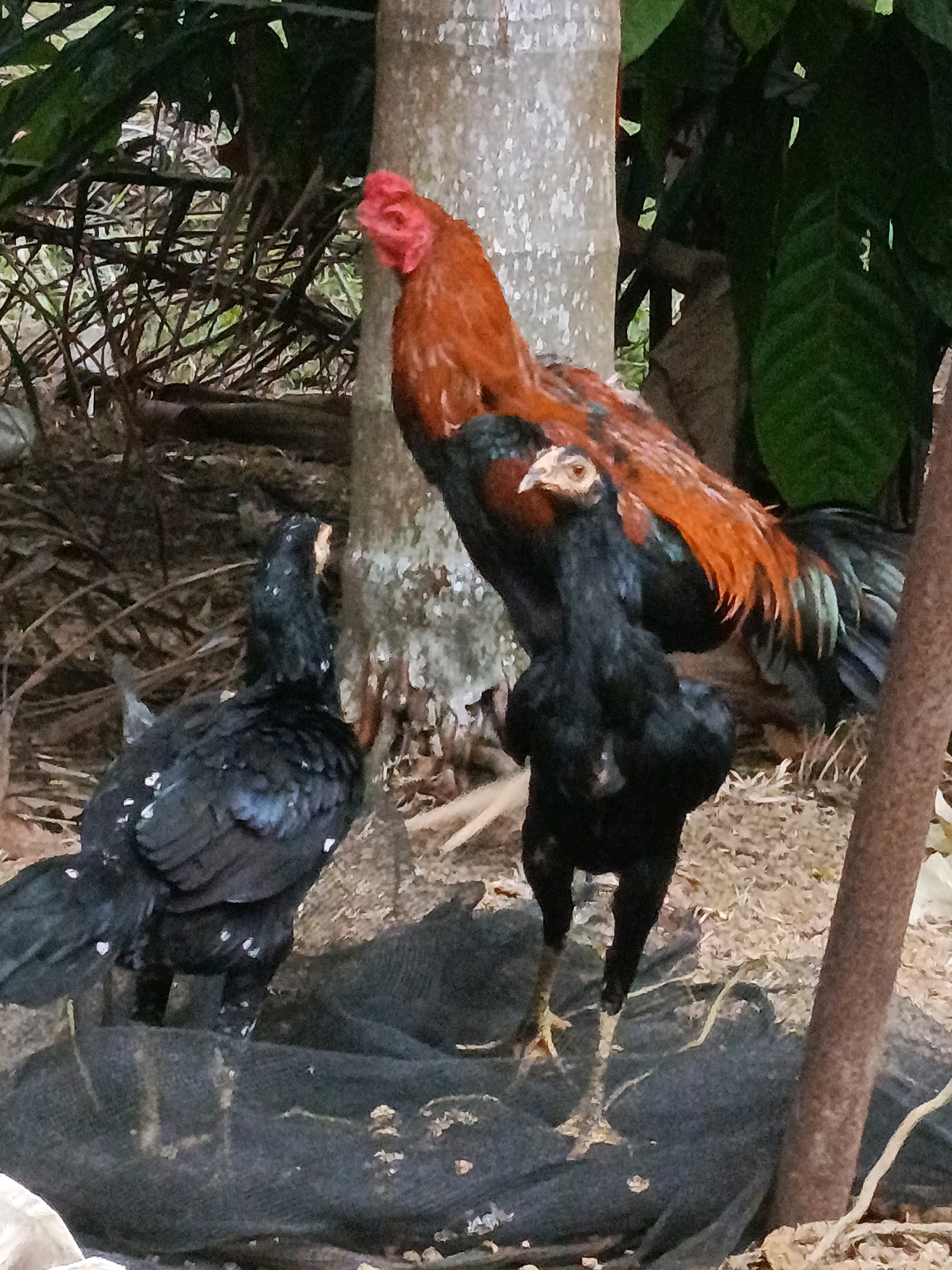 The image shows three chickens in a wooded area. A rooster with orange and black plumage stands tall, with two black chickens in front of it. The ground is covered with dry leaves and twigs, and a large tree trunk is visible behind the chickens. The lighting suggests it is daytime. The presence of chickens in a natural, outdoor setting is consistent with a rural or semi-rural environment.