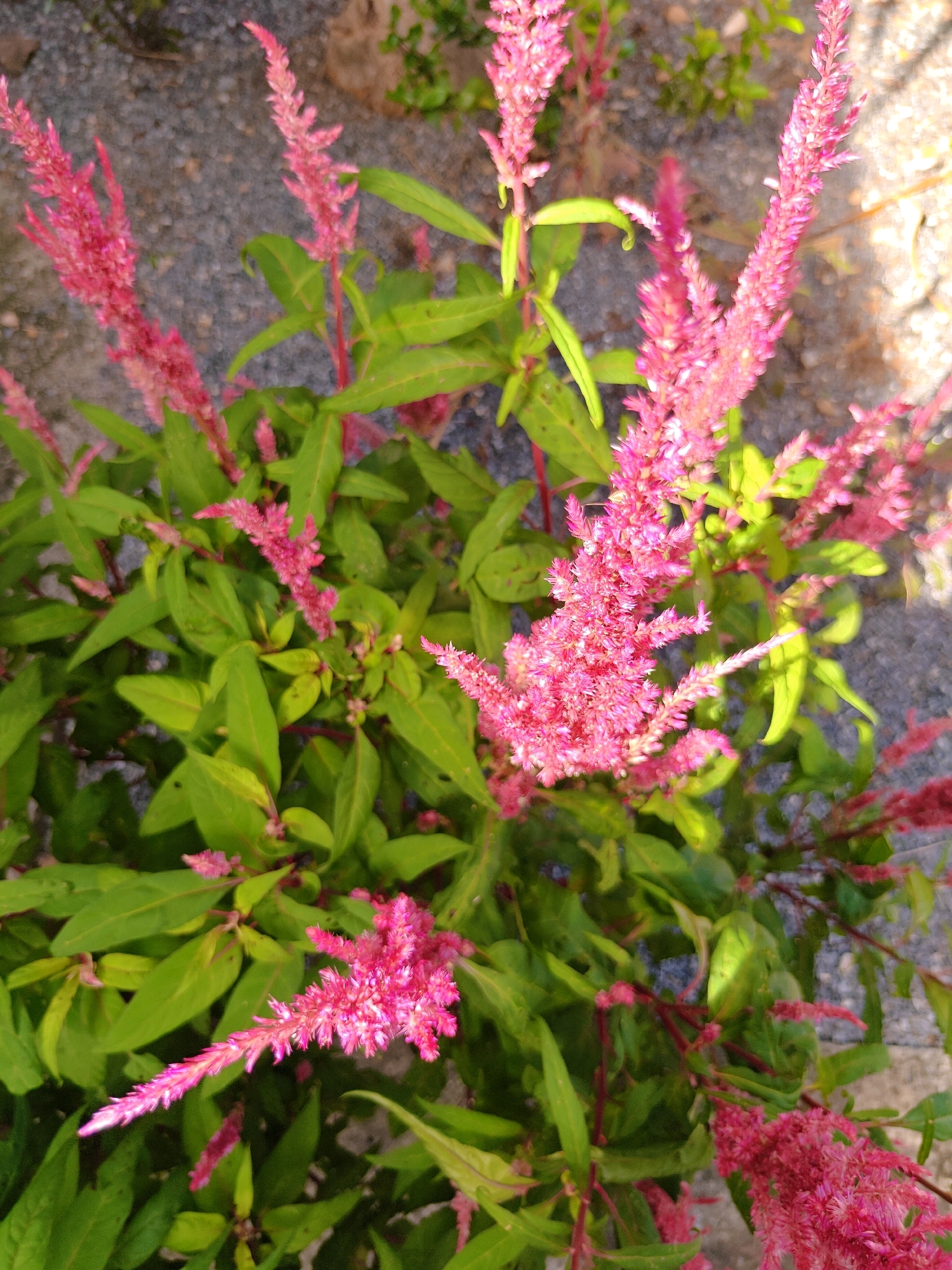 The image shows a close-up of a cluster of pink celosia flowers with green leaves against a background of gravel and some dry leaves. The flowers are in various stages of bloom, with some appearing feathery and others more densely packed. The lighting suggests it is daytime, possibly late afternoon, with shadows visible on the gravel. The scene is outdoors, likely in a garden or natural area. There are no people or animals visible in the image, and no specific city landmarks are identifiable. The image appears to be taken in Khao Yai, Thailand, as per the prompt's request, but this context is not visually evident in the photograph itself.