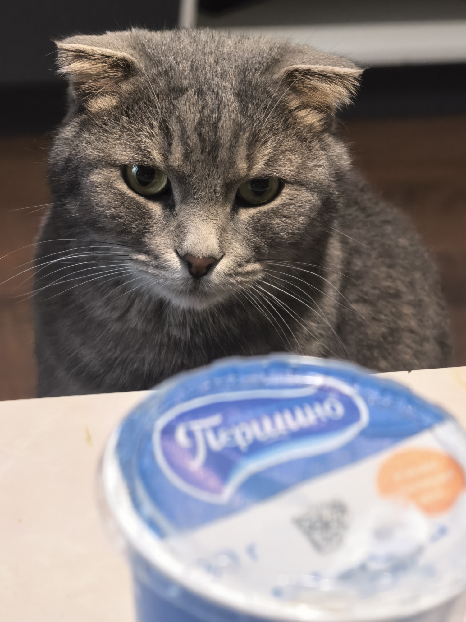 A medium shot captures a close-up of a grey tabby cat's face looking intently at a partially visible, out-of-focus blue and white container in the foreground. The cat's ears are folded down, a characteristic of Scottish Fold breeds. Its green eyes are wide and focused, and its whiskers are prominent. The cat's fur is short and dense with subtle darker tabby markings on its forehead and cheeks. The background is dimly lit and appears to be an indoor setting with a blurred wooden surface. The container in the foreground has Cyrillic lettering, suggesting it is a food product. The overall lighting is dim, with the focus primarily on the cat.