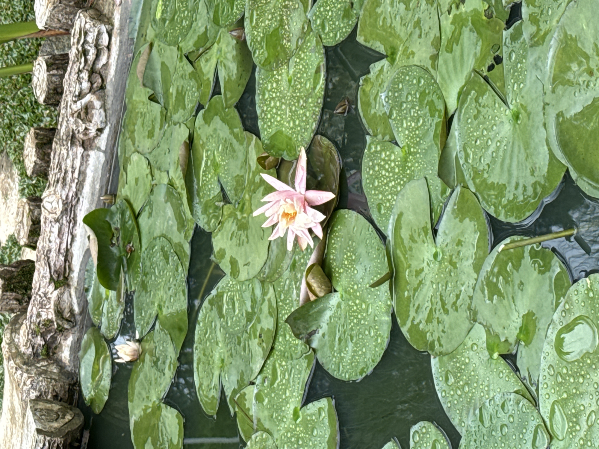 The image shows a pond with water lilies and lily pads, likely in Da Lat, Vietnam, a city known for its natural beauty and cooler climate. The lily pads are a vibrant green and covered in small water droplets, suggesting it has recently rained or the area is humid. One delicate pink water lily is in full bloom, its petals unfurling towards the light, while another lily is still a closed bud. The pond is bordered by rough, natural-looking stones and logs, which add to the rustic aesthetic. In the background, lush green foliage hints at the surrounding botanical environment. The water itself is a deep, murky green, reflecting the overhead canopy.