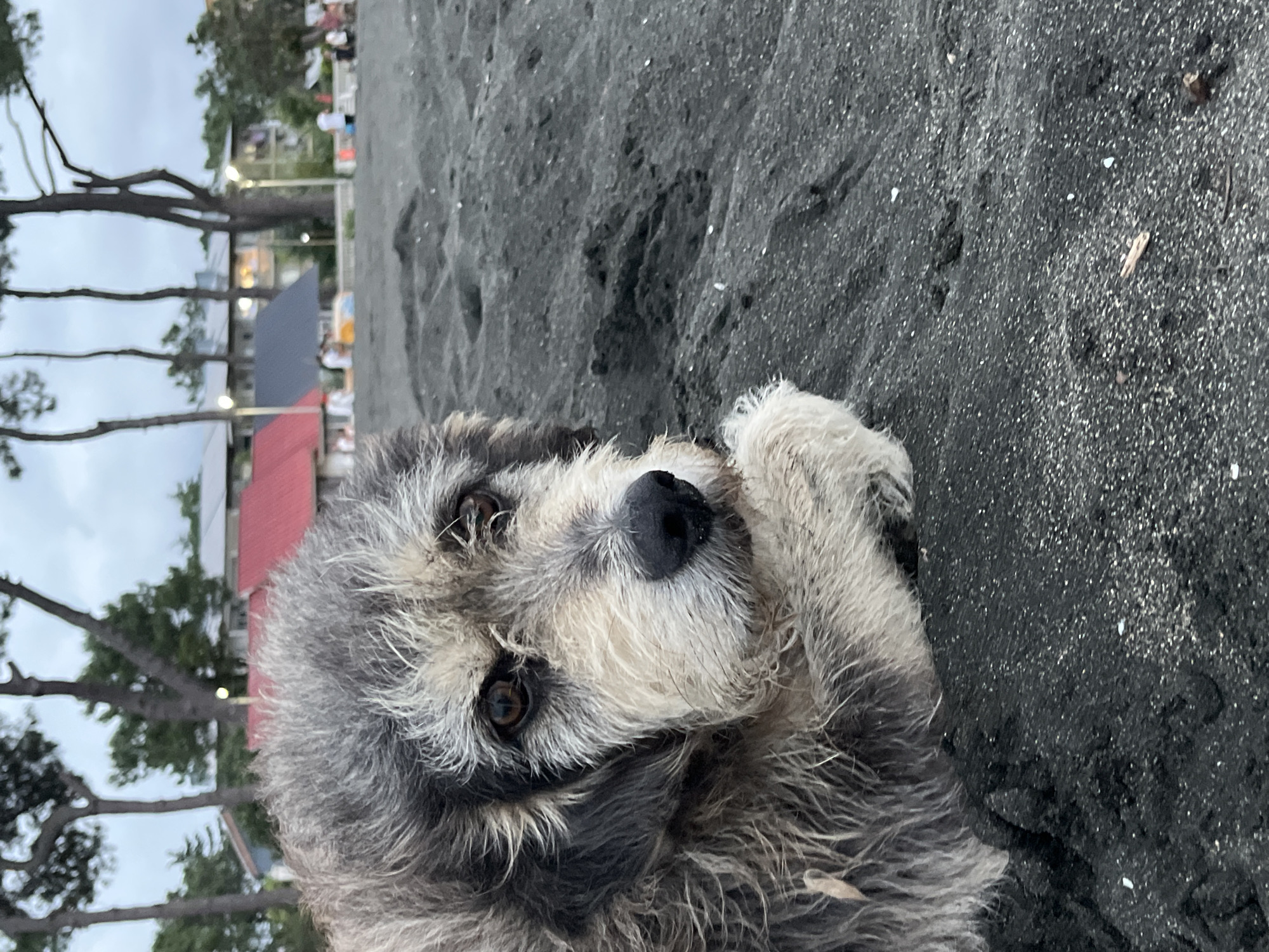 A medium shot captures a shaggy, grey and tan dog lying on black sand at Ureki Beach, Georgia. The dog's fur is messy, and its eyes are a warm brown. It rests its head on its paws, looking towards the left of the frame. In the background, blurred buildings with red and grey roofs are visible, along with several tall pine trees. A few people are scattered in the distance on the beach, some walking and others sitting. The sky is overcast, contributing to the muted tones of the scene.