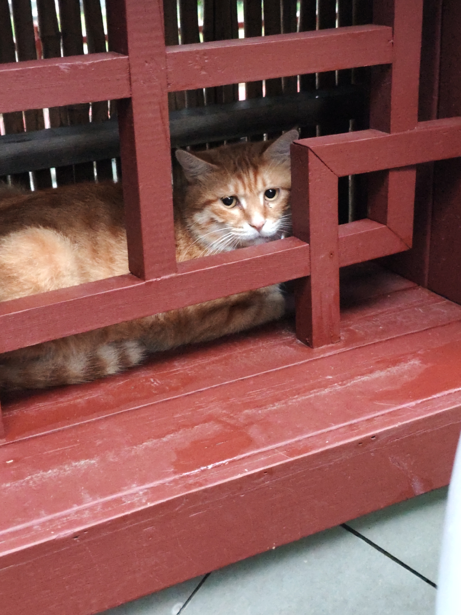 An orange tabby cat with white whiskers and light brown eyes is lying down inside a red wooden enclosure. The enclosure has a slatted wooden background and a red wooden floor. The cat is facing forward, looking directly at the camera. Its tail is visible, with dark stripes. The enclosure is positioned outdoors, with a hint of a tiled floor visible in the foreground. The overall scene suggests a domestic setting, possibly a pet's outdoor resting area or a custom-built pet house.