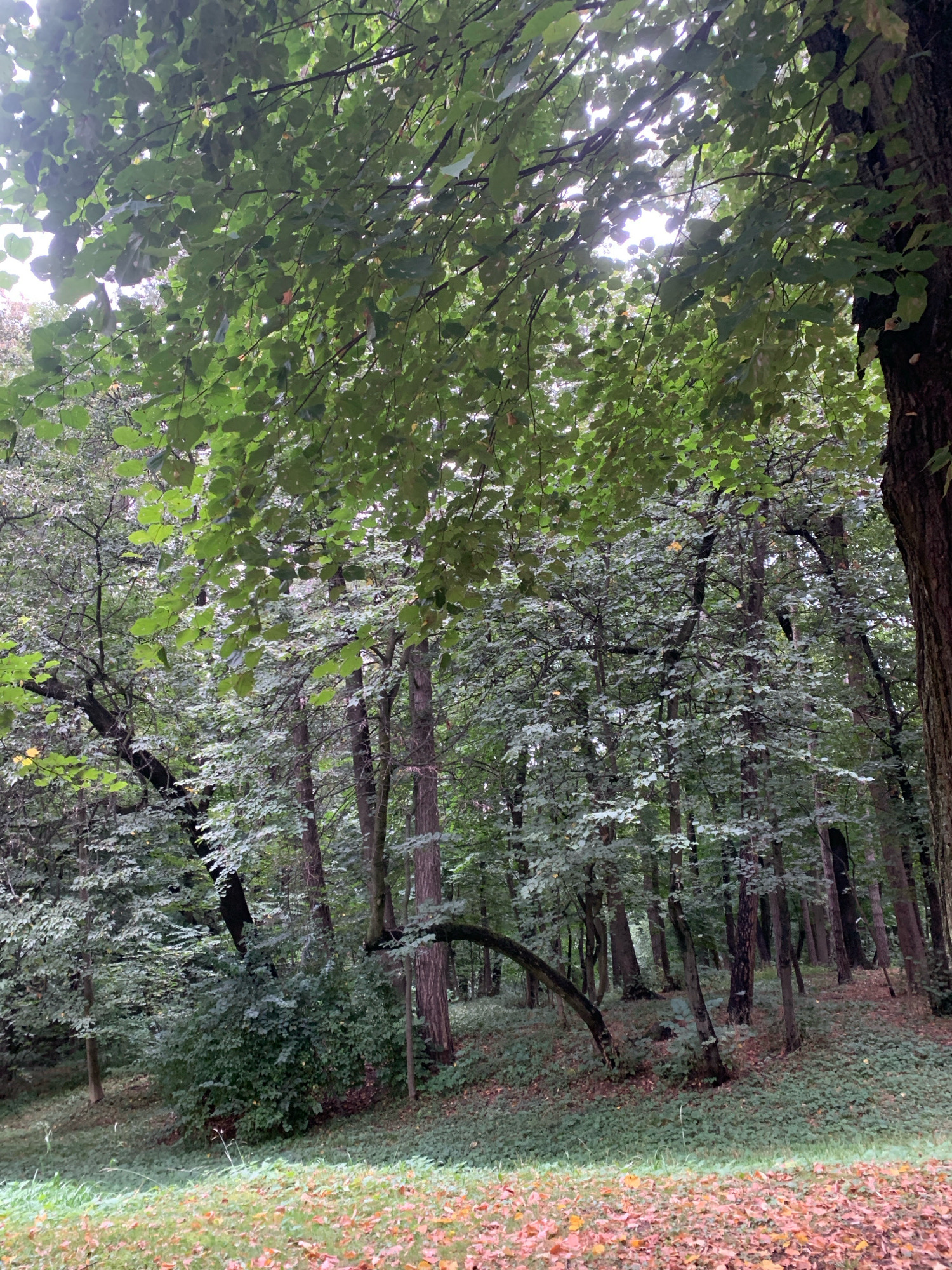 A serene forest scene is depicted, with a dense canopy of lush green leaves overhead. Sunlight filters through the branches, casting dappled light on the forest floor. Tall trees with dark bark dominate the midground, their trunks stretching upwards, interspersed with a thick undergrowth of smaller trees and shrubs. The ground is covered in a carpet of green foliage, with scattered fallen leaves, some showing autumnal hues of orange and red, particularly in the foreground. A notable feature is a bent tree trunk curving gracefully across the middle ground. The overall impression is one of a tranquil, natural environment within a city park or woodland. This scene is characteristic of the parks and green spaces found within the city of Lviv, Ukraine, such as the High Castle park or Stryiskyi Park, which are known for their mature trees and naturalistic landscaping. No people are visible in the image.