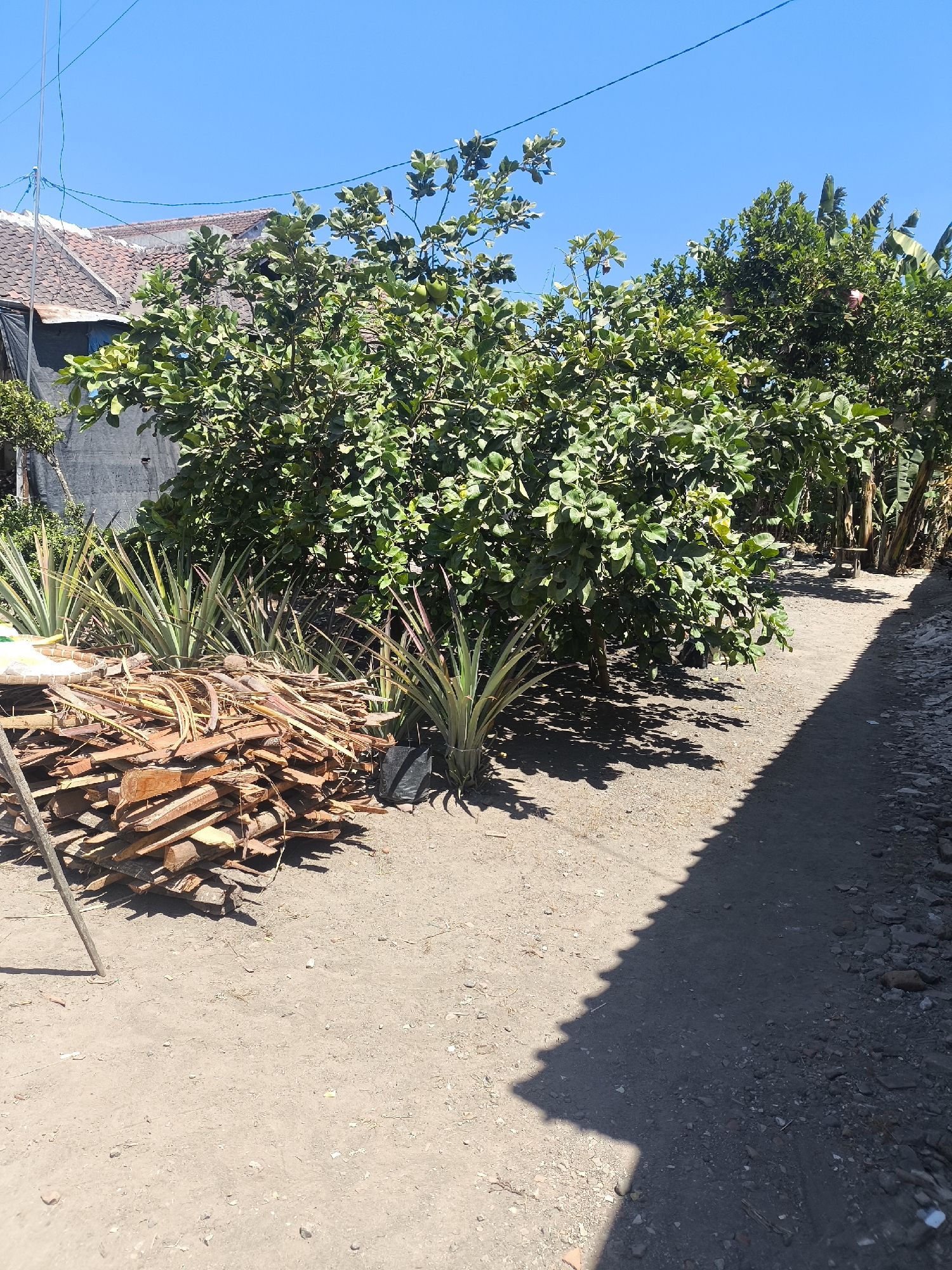 The image shows a sunny outdoor scene in what appears to be a residential area or yard in Kebonsari, Indonesia. In the foreground, a pile of cut wooden planks and branches lies on sandy ground. To the left of the woodpile, a tall, thin wooden pole is partially visible. Behind the woodpile and to the left, several spiky green plants, possibly pineapples, are growing.
Dominating the midground is a large, leafy green tree, possibly a guava tree, with some green fruits visible amongst the foliage. This tree casts a distinct shadow on the sandy path that runs diagonally through the image from the lower right to the mid-left. The path is flanked on the right by a rough, stony surface and on the left by more vegetation, including banana trees further back.
In the background, a building with a tiled roof and a dark, textured wall is visible. The sky is a clear, bright blue. The overall impression is of a warm, dry, and somewhat rural or semi-urban environment.
