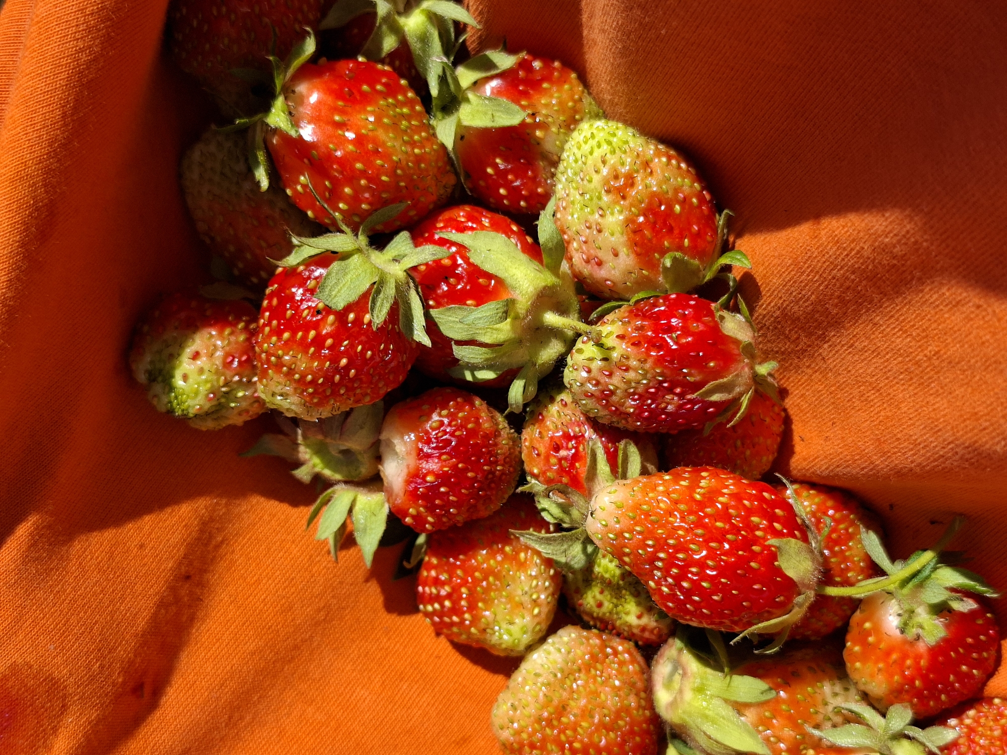 A close-up, high-angle shot shows a pile of ripe strawberries nestled within a crinkled orange fabric. The strawberries are a mix of vibrant red and some showing a greenish hue, indicating they are nearing full ripeness. Many of the fruits are speckled with tiny seeds, and some have their green calyxes still attached. The fabric, a bright orange, has a textured weave and is arranged in a way that creates shadows and highlights, suggesting it might be a cloth bag or a draped cloth. The lighting suggests it is daytime, with sunlight casting distinct shadows. The overall impression is one of fresh produce, possibly harvested recently and presented for display or transport. There is no text visible in the image.