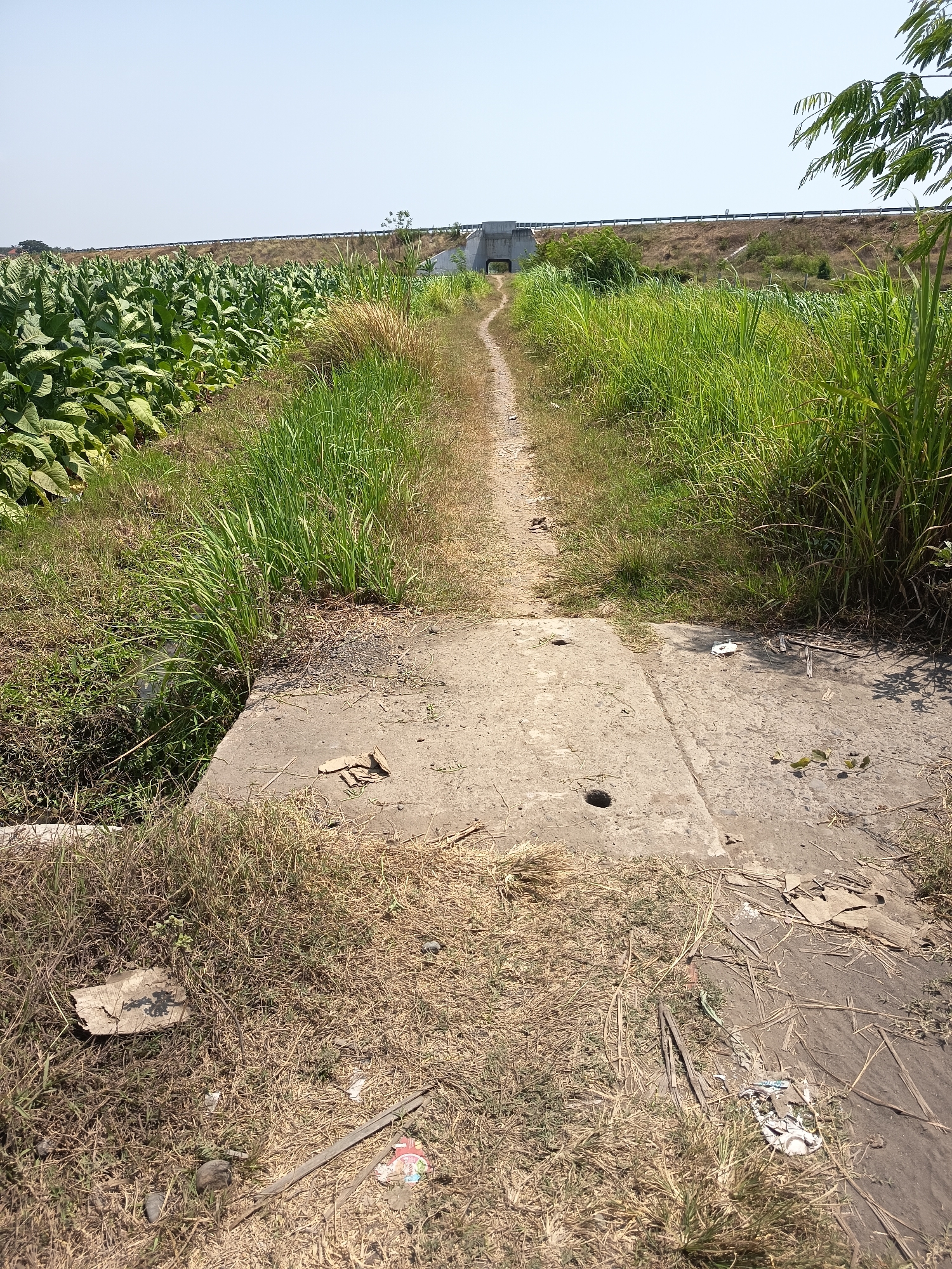 The image shows a dirt path leading uphill towards a concrete structure with an archway, likely a bridge or overpass, in Krampilan, Indonesia. The path is flanked by lush green vegetation on both sides. To the left, a field of broad-leafed plants, possibly tobacco, stretches into the distance. To the right, tall grasses and reeds grow abundantly. A concrete slab crosses the path in the foreground, appearing to be a manhole cover or drain access. The ground is dry and shows signs of human activity, with scattered debris including pieces of cardboard and plastic wrappers. The sky is clear and bright, indicating a sunny day. The overall scene depicts a rural or semi-rural setting within the city.