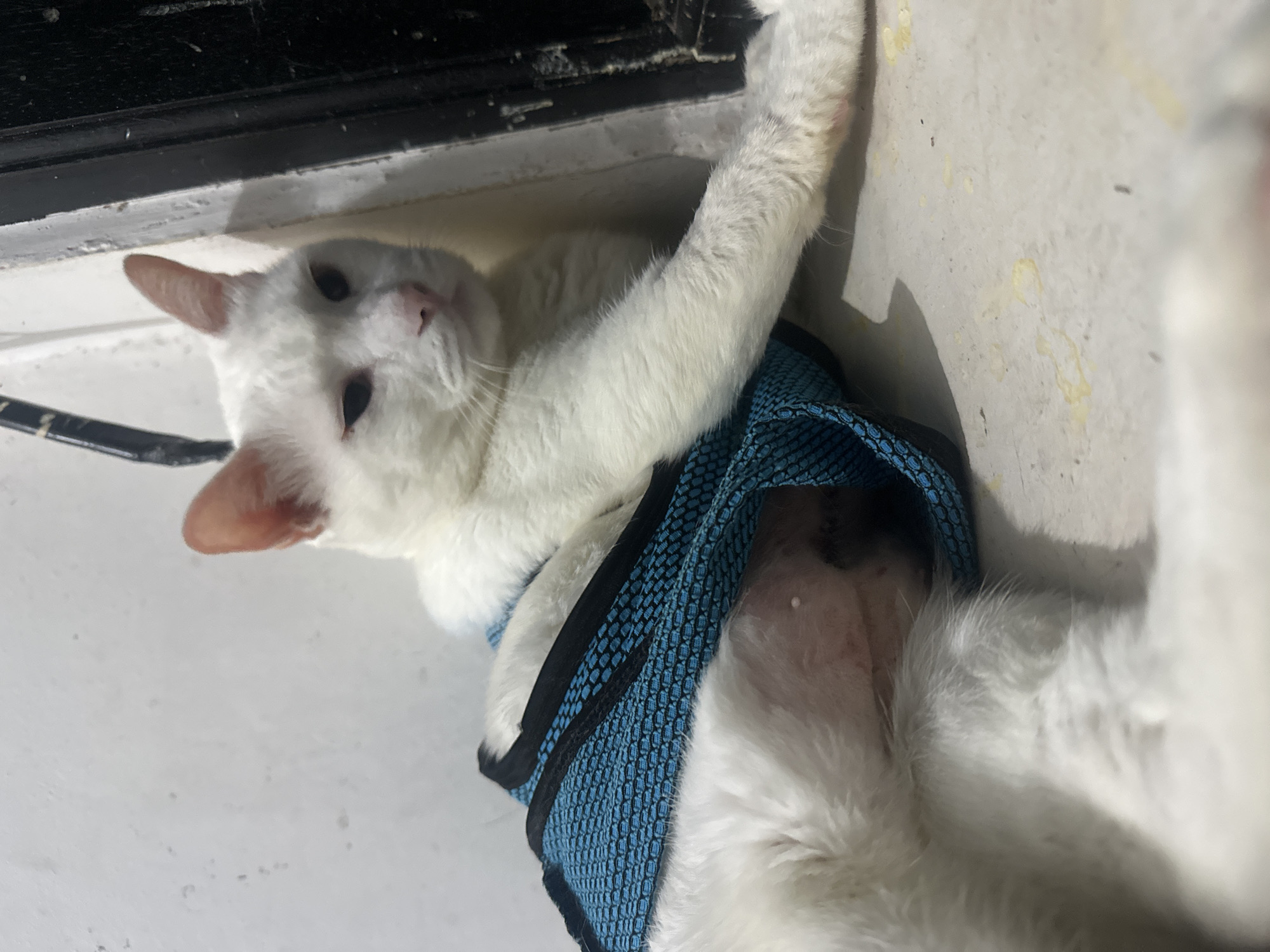 A white cat wearing a blue mesh harness lies on a light grey surface. The cat is positioned near a dark, possibly black, ledge or edge. The surface is marked with scattered discoloration and small dark spots. The cat is lying on its side, exposing its belly. The setting is indoors and the image is taken in the shade. There is no visible information indicating the location is North Jakarta, Indonesia.