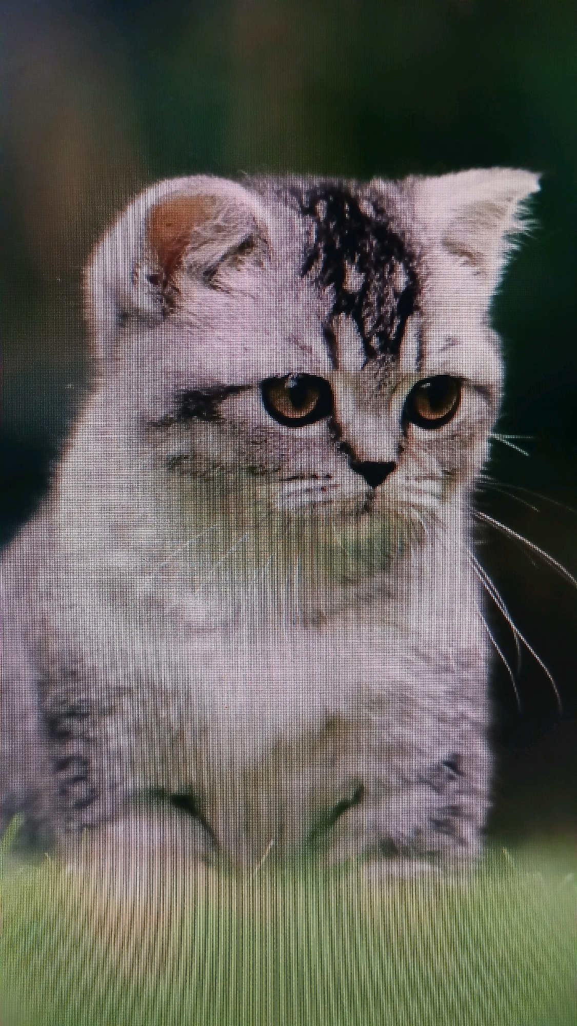 A close-up, pixelated image shows a tabby cat with distinctive markings on its forehead. The cat has large, expressive eyes and is looking directly at the viewer. Its fur is a mixture of grey and brown stripes. The background is a dark, out-of-focus green, suggesting an outdoor environment. The lower portion of the image shows blurred green grass. There is no indication of the city of Kloncing, Indonesia, or any people present in the image.