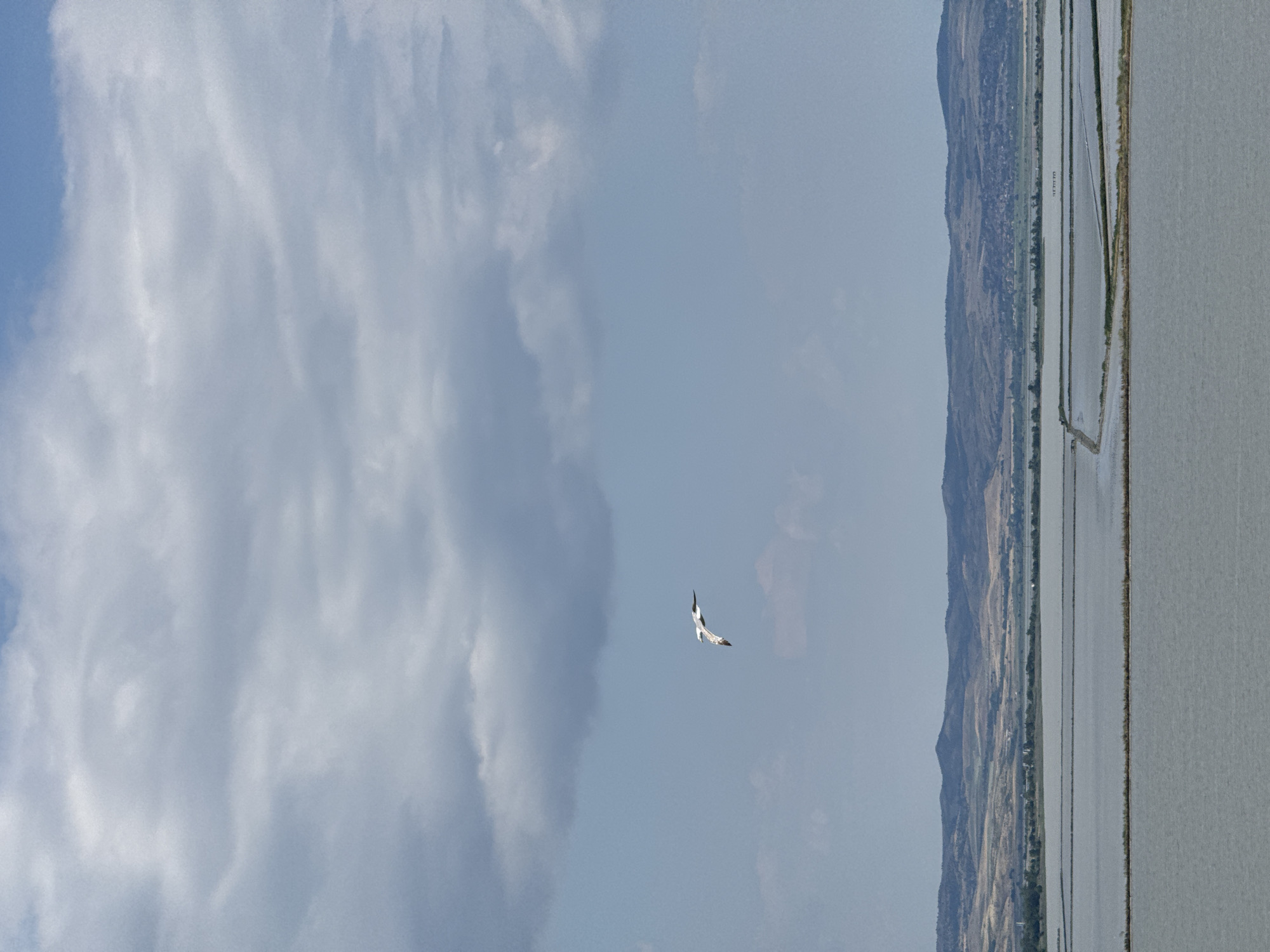 A single seagull is captured in mid-flight against a backdrop of a cloudy sky and a vast expanse of calm water. The water appears to be part of a large wetland or salt pan, possibly the Atanasovsko Lake, located near Burgas, Bulgaria. The lake is divided into several rectangular sections by narrow land bridges or dikes. In the distance, a range of rolling hills forms the horizon, with a hint of vegetation and scattered structures suggesting a rural or semi-urban landscape. The lighting suggests it is daytime, likely overcast, given the soft light and diffused shadows. There are no people or other animals visible in the frame.